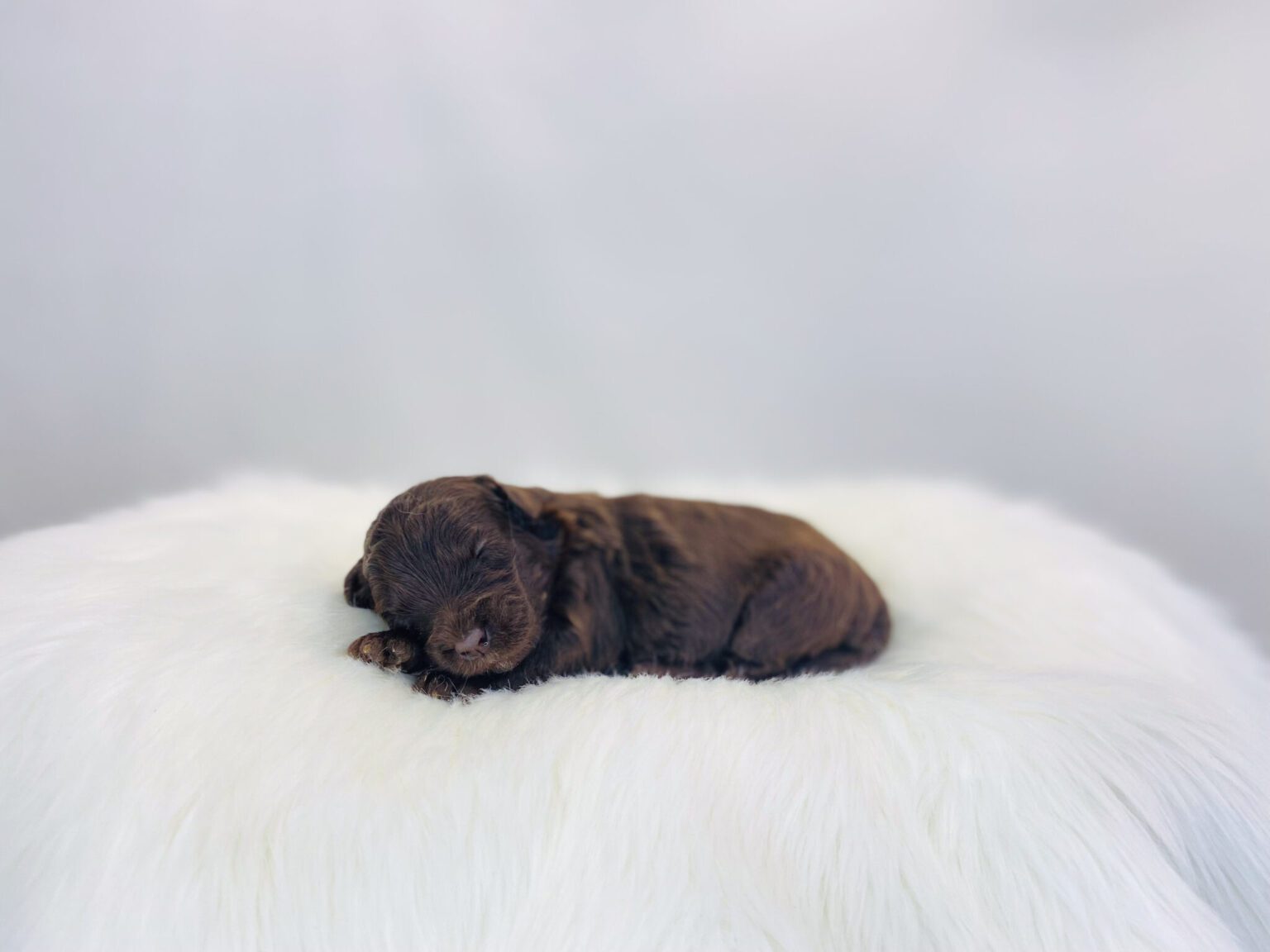 I am just a tiny baby and would love to join your family soon! Of course, you can’t see how cute and curly I will be when I get older, so the Dog Club will send updated photos when I am about 6 to 7 weeks old, if you choose to adopt me. Infant puppy deposits are refundable or transferrable.
