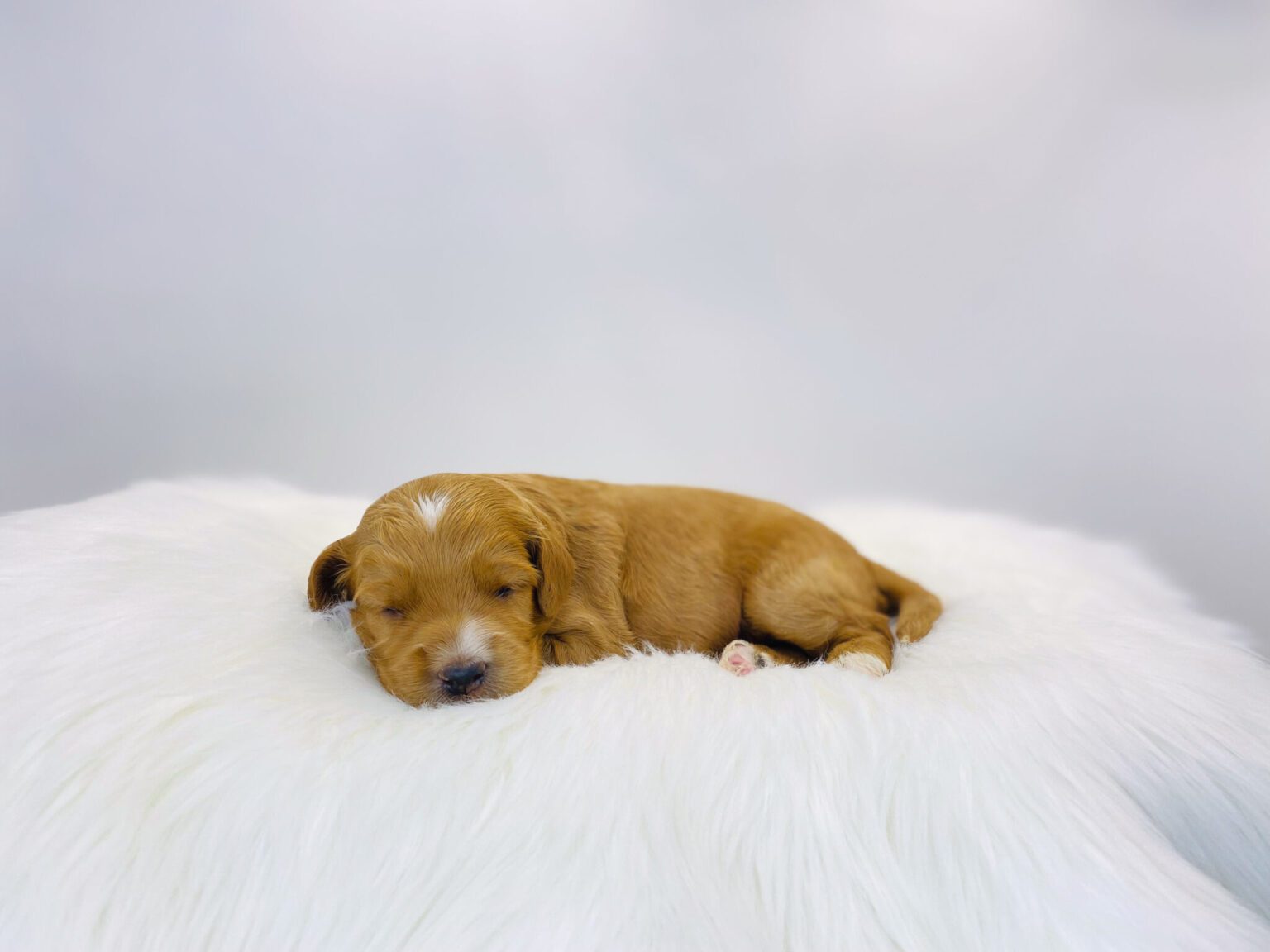 I am just a tiny baby and would love to join your family soon! Of course, you can’t see how cute and curly I will be when I get older, so the Dog Club will send updated photos when I am about 6 to 7 weeks old, if you choose to adopt me. Infant puppy deposits are refundable or transferrable.