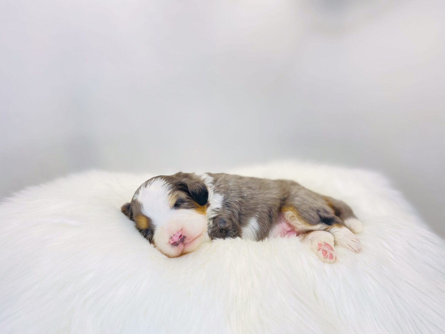 I am just a tiny baby and would love to join your family soon! Of course, you can’t see how cute and curly I will be when I get older, so the Dog Club will send updated photos when I am about 6 to 7 weeks old, if you choose to adopt me. Infant puppy deposits are refundable or transferrable.