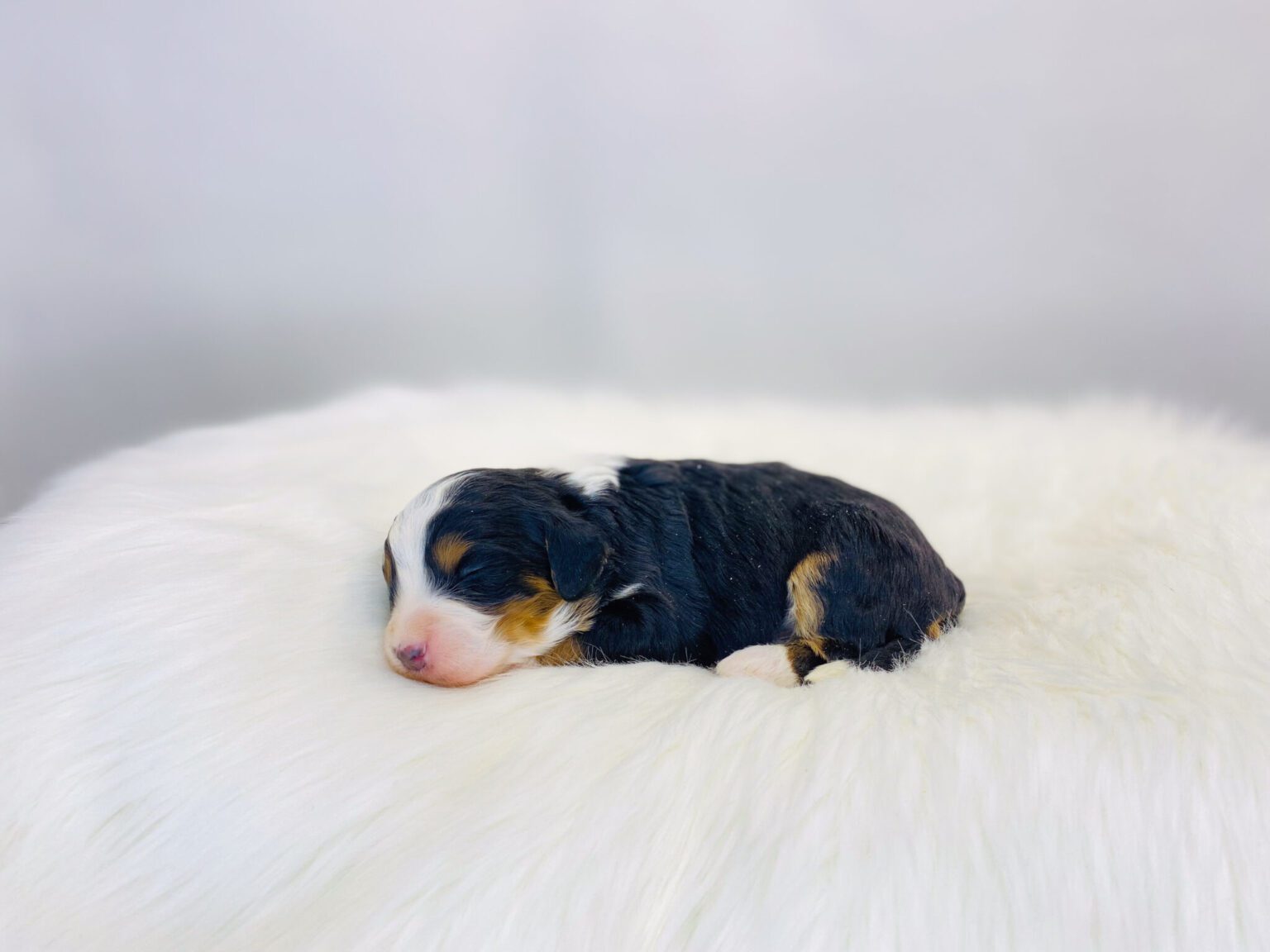 I am just a tiny baby and would love to join your family soon! Of course, you can’t see how cute and curly I will be when I get older, so the Dog Club will send updated photos when I am about 6 to 7 weeks old, if you choose to adopt me. Infant puppy deposits are refundable or transferrable.