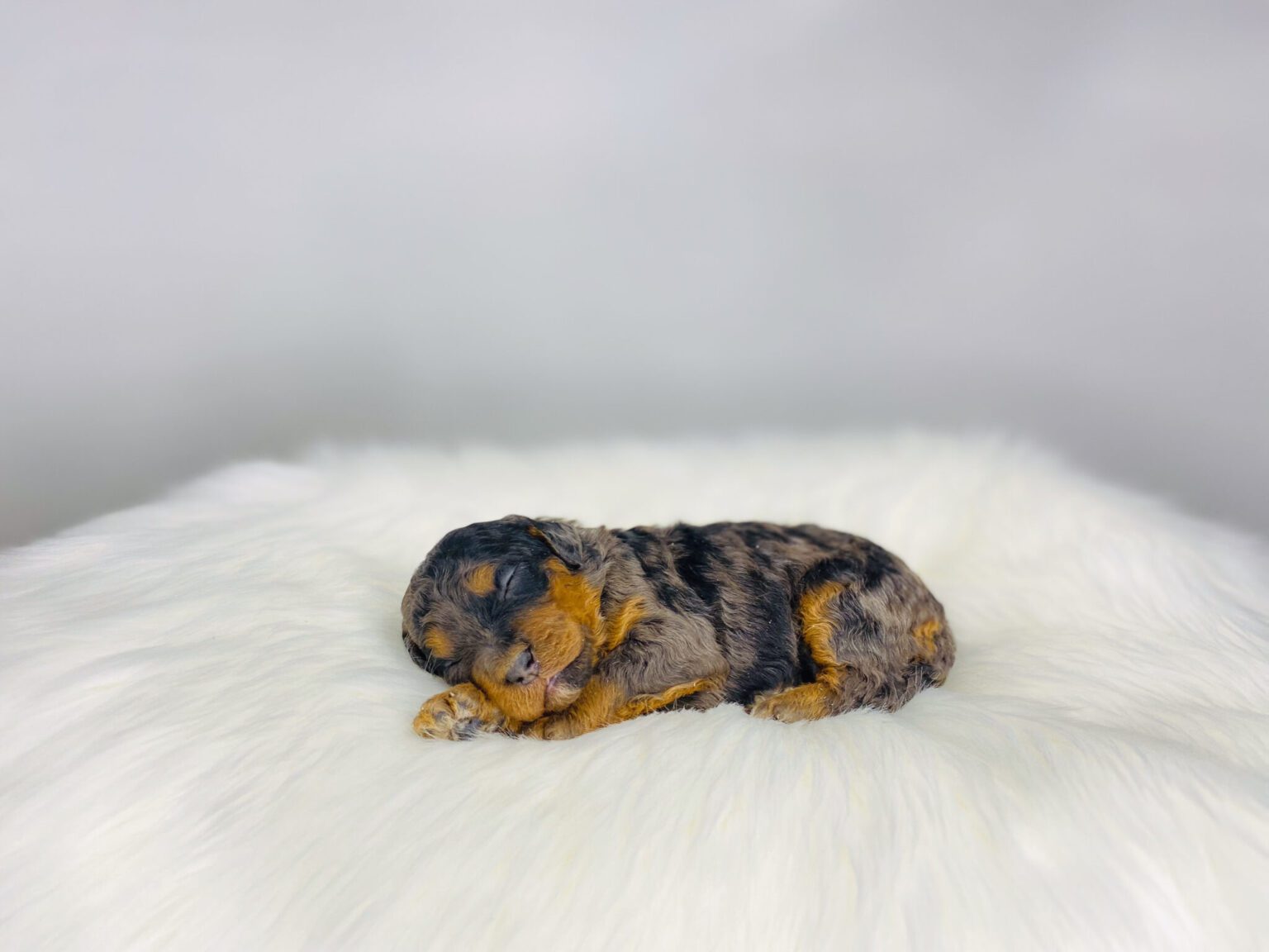 I am just a tiny baby and would love to join your family soon! Of course, you can’t see how cute and curly I will be when I get older, so the Dog Club will send updated photos when I am about 6 to 7 weeks old, if you choose to adopt me. Infant puppy deposits are refundable or transferrable.