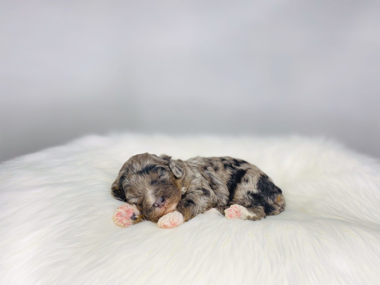 I am just a tiny baby and would love to join your family soon! Of course, you can’t see how cute and curly I will be when I get older, so the Dog Club will send updated photos when I am about 6 to 7 weeks old, if you choose to adopt me. Infant puppy deposits are refundable or transferrable.