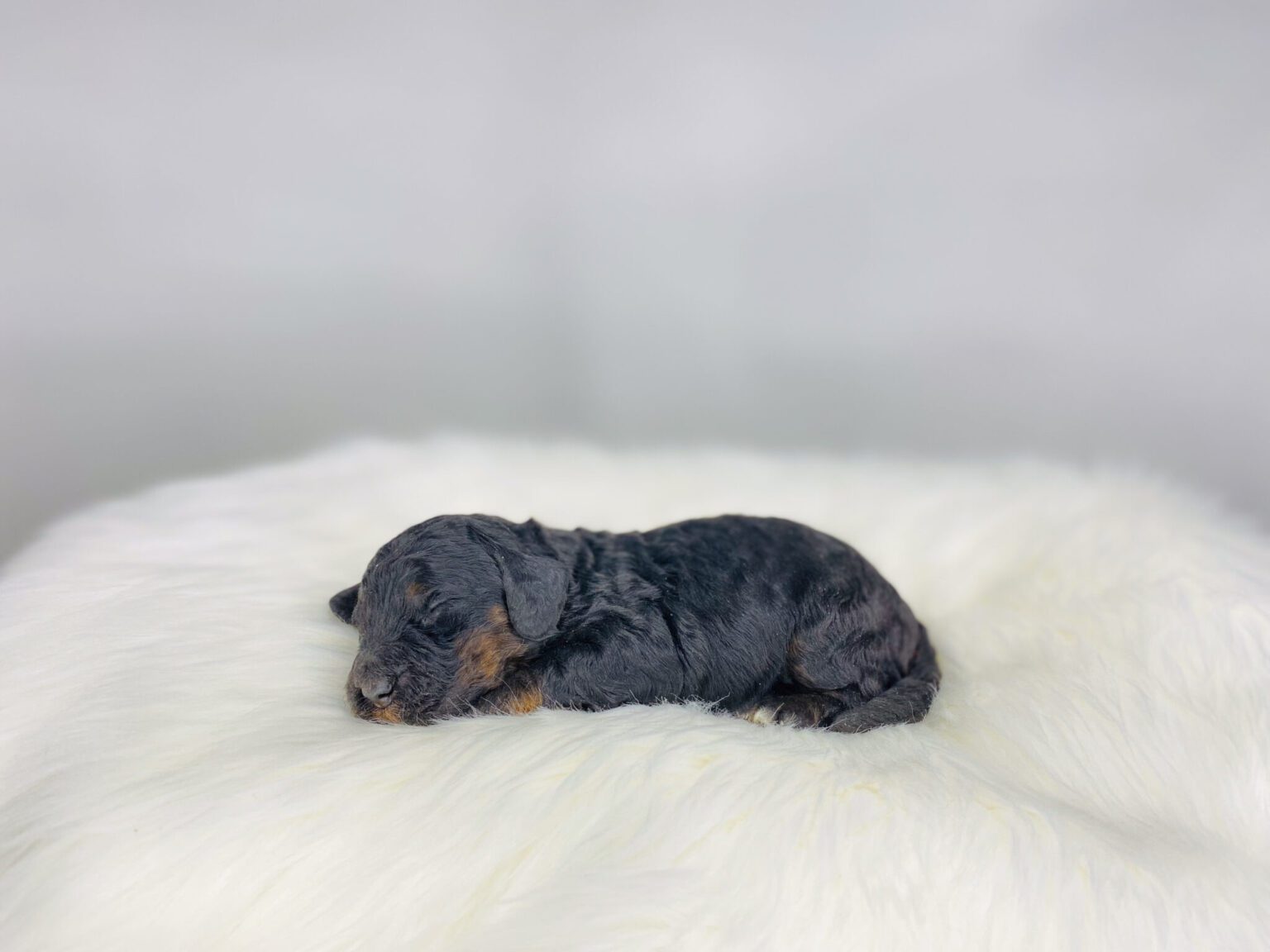 I am just a tiny baby and would love to join your family soon! Of course, you can’t see how cute and curly I will be when I get older, so the Dog Club will send updated photos when I am about 6 to 7 weeks old, if you choose to adopt me. Infant puppy deposits are refundable or transferrable.