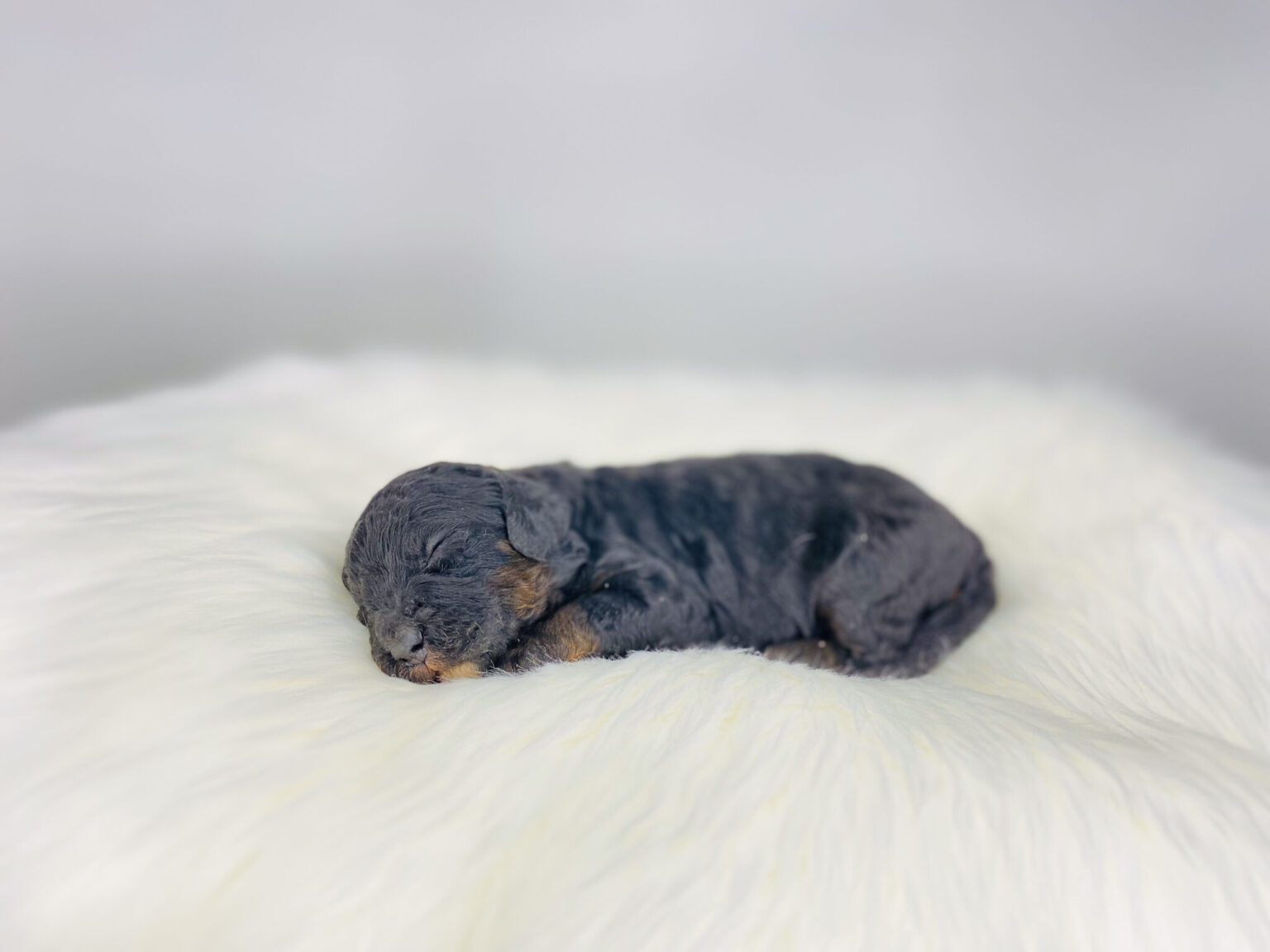 I am just a tiny baby and would love to join your family soon! Of course, you can’t see how cute and curly I will be when I get older, so the Dog Club will send updated photos when I am about 6 to 7 weeks old, if you choose to adopt me. Infant puppy deposits are refundable or transferrable.