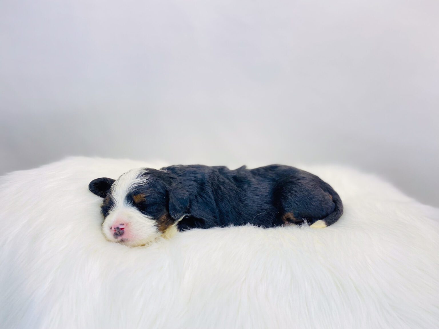 I am just a tiny baby and would love to join your family soon! Of course, you can’t see how cute and curly I will be when I get older, so the Dog Club will send updated photos when I am about 6 to 7 weeks old, if you choose to adopt me. Infant puppy deposits are refundable or transferrable.