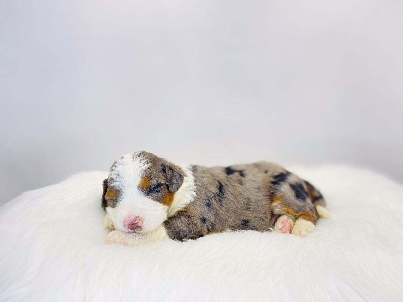 I am just a tiny baby and would love to join your family soon! Of course, you can’t see how cute and curly I will be when I get older, so the Dog Club will send updated photos when I am about 6 to 7 weeks old, if you choose to adopt me. Infant puppy deposits are refundable or transferrable.