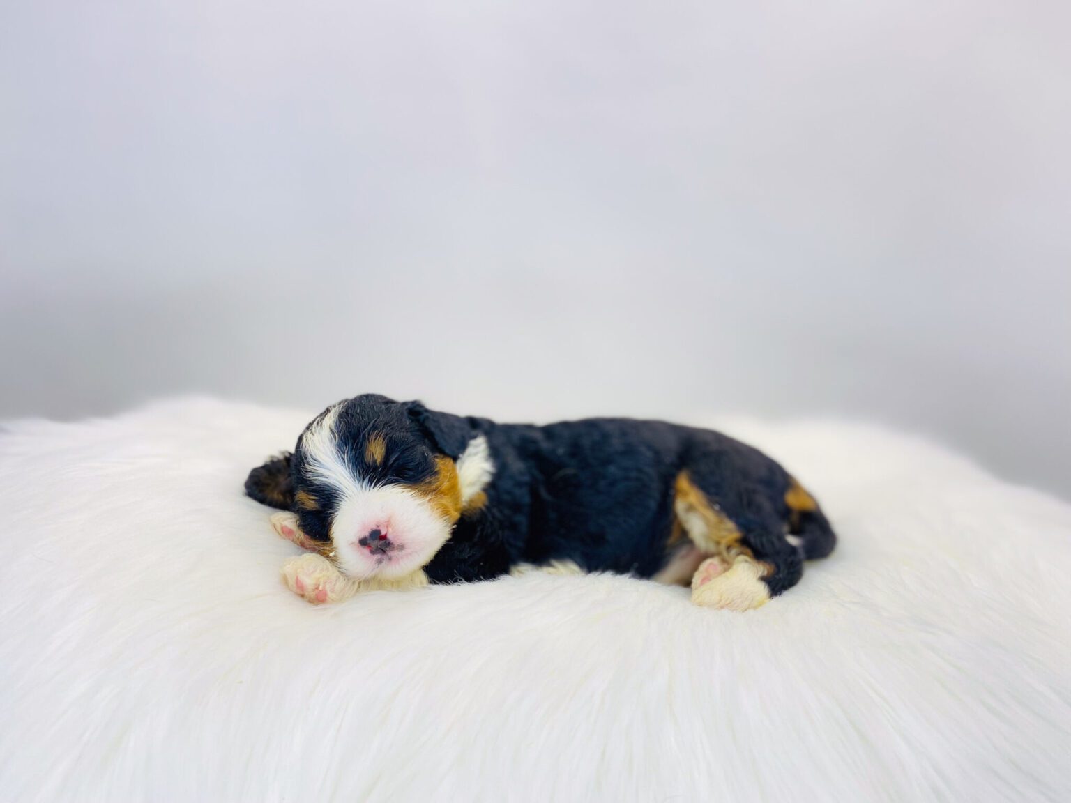 I am just a tiny baby and would love to join your family soon! Of course, you can’t see how cute and curly I will be when I get older, so the Dog Club will send updated photos when I am about 6 to 7 weeks old, if you choose to adopt me. Infant puppy deposits are refundable or transferrable.