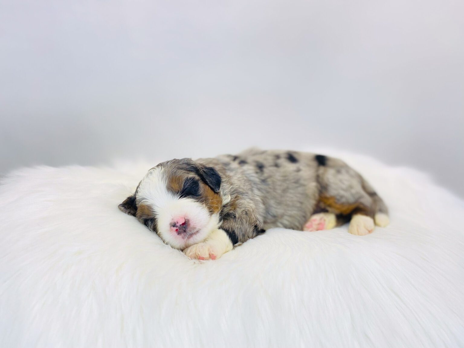 I am just a tiny baby and would love to join your family soon! Of course, you can’t see how cute and curly I will be when I get older, so the Dog Club will send updated photos when I am about 6 to 7 weeks old, if you choose to adopt me. Infant puppy deposits are refundable or transferrable.