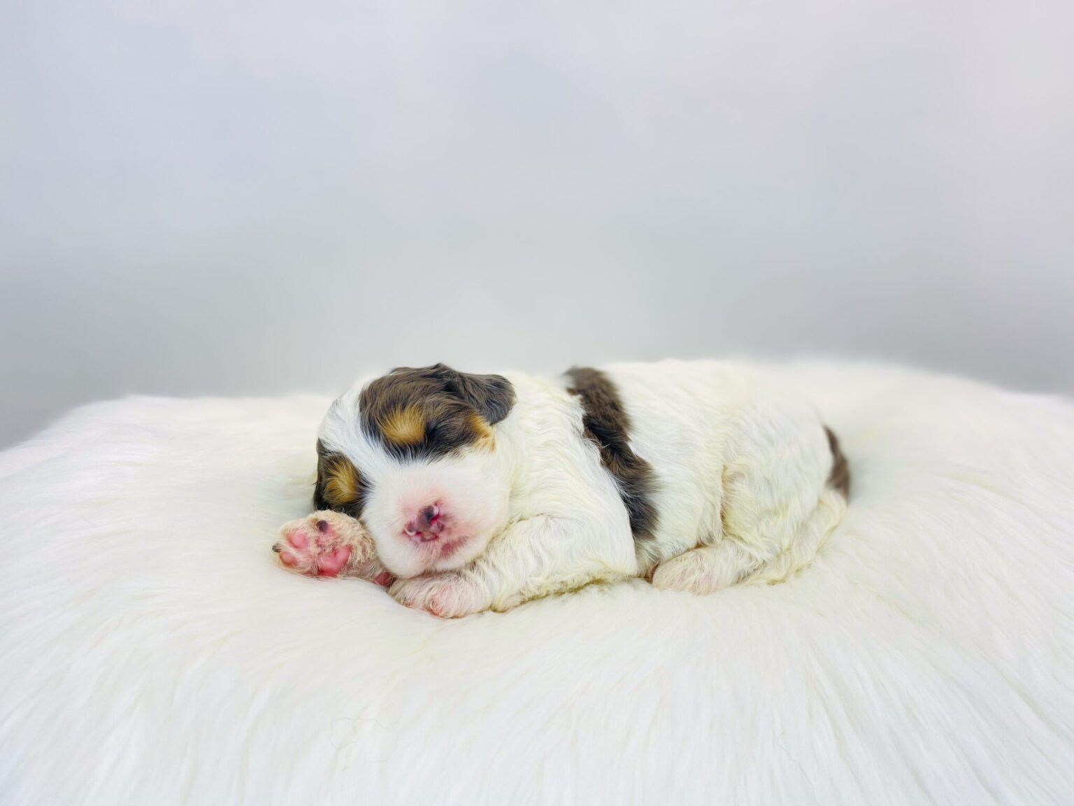 I am just a tiny baby and would love to join your family soon! Of course, you can’t see how cute and curly I will be when I get older, so the Dog Club will send updated photos when I am about 6 to 7 weeks old, if you choose to adopt me. Infant puppy deposits are refundable or transferrable.