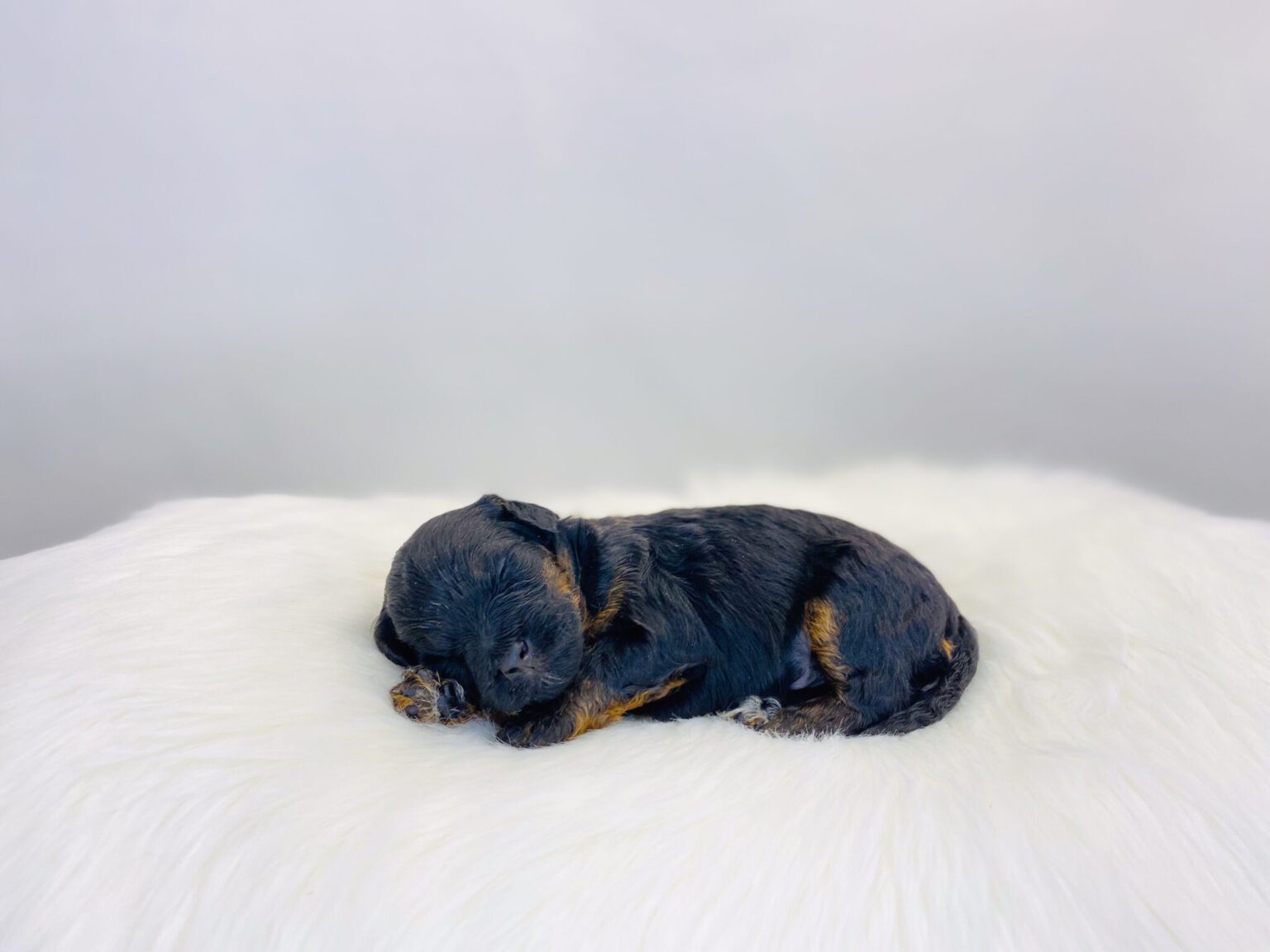 I am just a tiny baby and would love to join your family soon! Of course, you can’t see how cute and curly I will be when I get older, so the Dog Club will send updated photos when I am about 6 to 7 weeks old, if you choose to adopt me. Infant puppy deposits are refundable or transferrable.