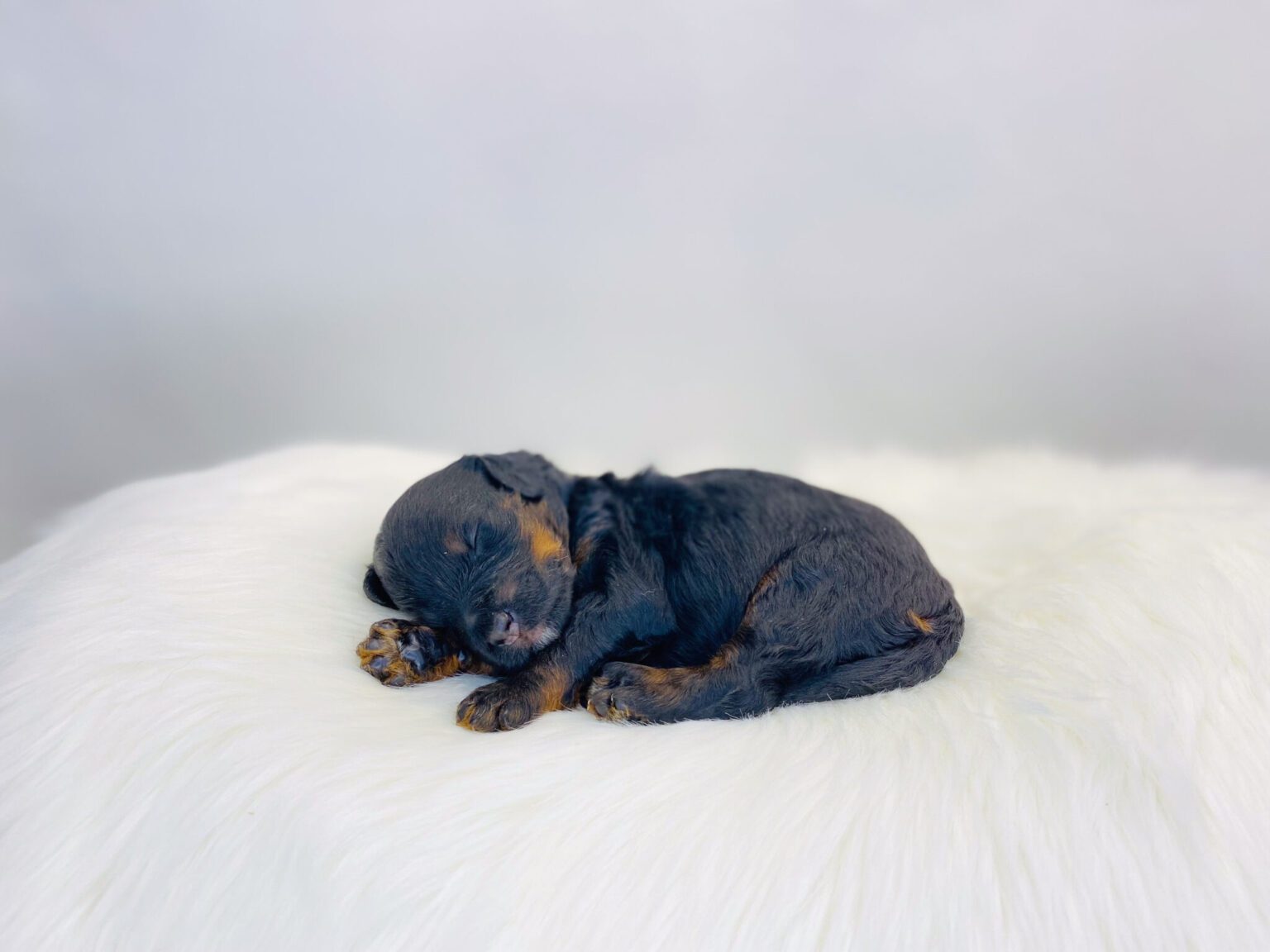 I am just a tiny baby and would love to join your family soon! Of course, you can’t see how cute and curly I will be when I get older, so the Dog Club will send updated photos when I am about 6 to 7 weeks old, if you choose to adopt me. Infant puppy deposits are refundable or transferrable.