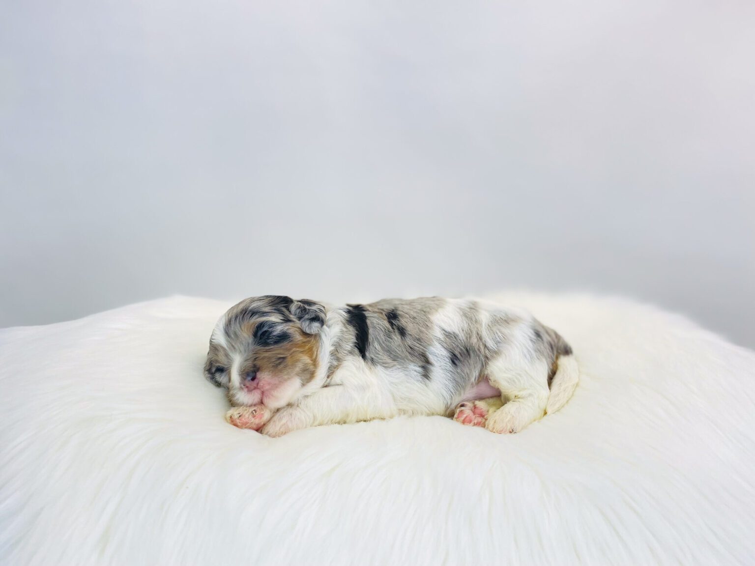 I am just a tiny baby and would love to join your family soon! Of course, you can’t see how cute and curly I will be when I get older, so the Dog Club will send updated photos when I am about 6 to 7 weeks old, if you choose to adopt me. Infant puppy deposits are refundable or transferrable.