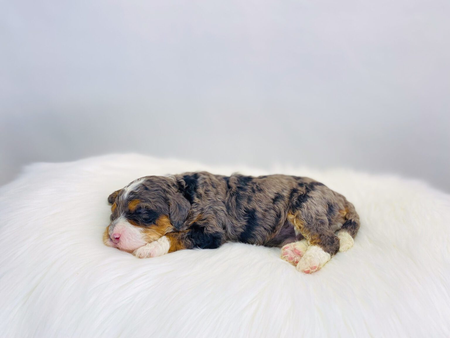 I am just a tiny baby and would love to join your family soon! Of course, you can’t see how cute and curly I will be when I get older, so the Dog Club will send updated photos when I am about 6 to 7 weeks old, if you choose to adopt me. Infant puppy deposits are refundable or transferrable.