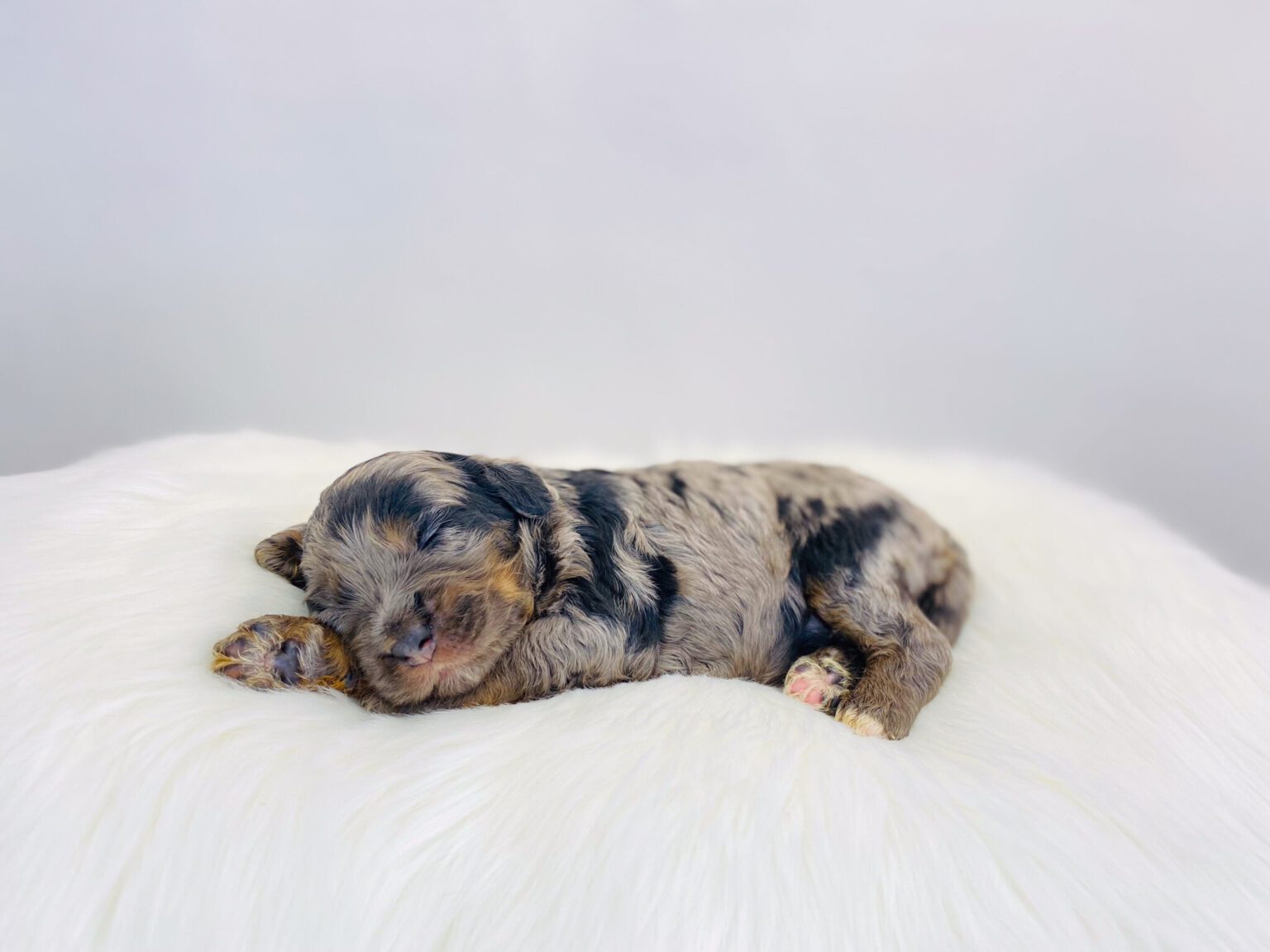 I am just a tiny baby and would love to join your family soon! Of course, you can’t see how cute and curly I will be when I get older, so the Dog Club will send updated photos when I am about 6 to 7 weeks old, if you choose to adopt me. Infant puppy deposits are refundable or transferrable.
