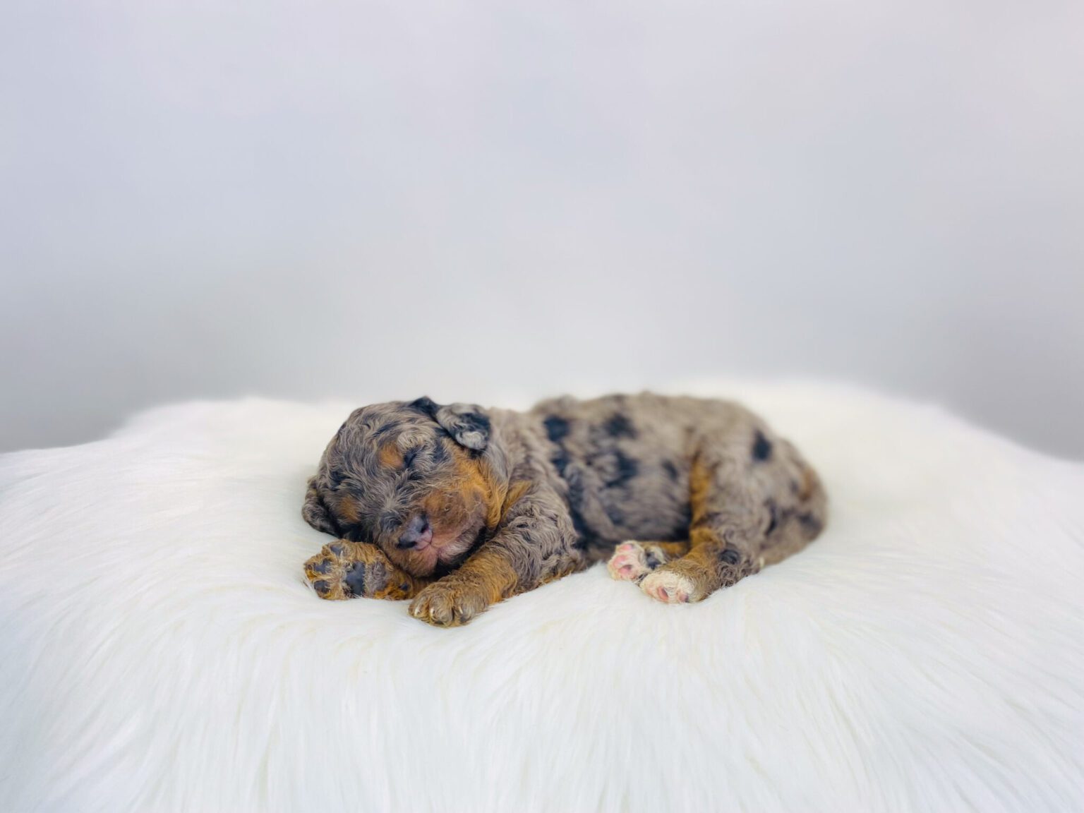 I am just a tiny baby and would love to join your family soon! Of course, you can’t see how cute and curly I will be when I get older, so the Dog Club will send updated photos when I am about 6 to 7 weeks old, if you choose to adopt me. Infant puppy deposits are refundable or transferrable.