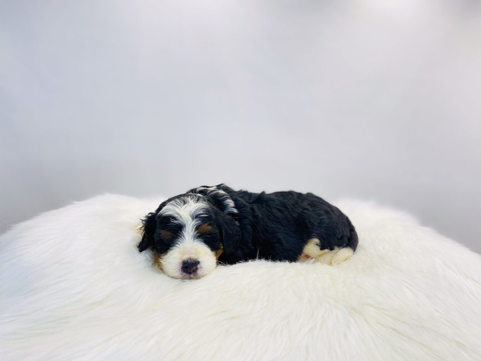 I am just a tiny baby and would love to join your family soon! Of course, you can’t see how cute and curly I will be when I get older, so the Dog Club will send updated photos when I am about 6 to 7 weeks old, if you choose to adopt me. Infant puppy deposits are refundable or transferrable.