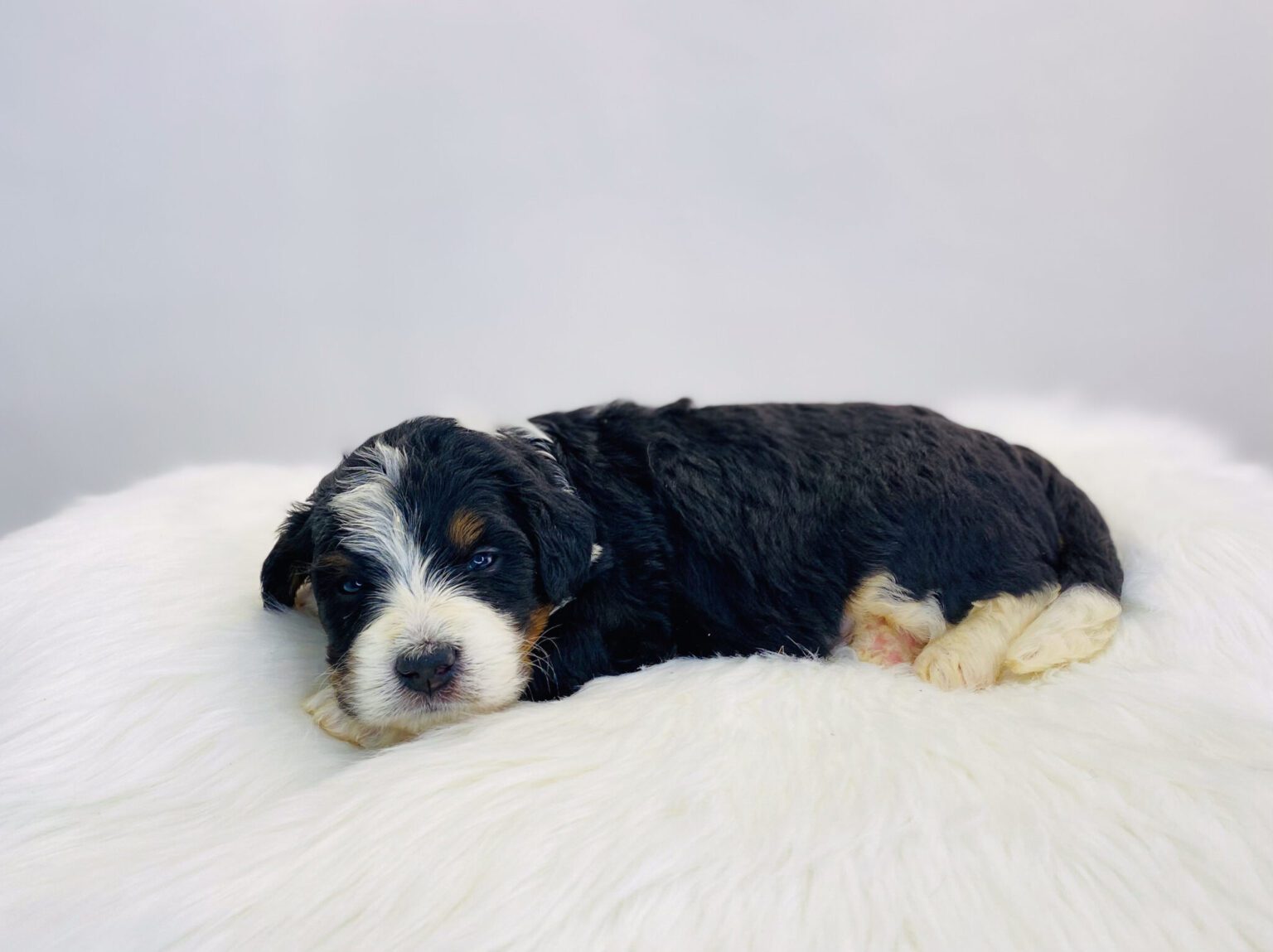 I am just a tiny baby and would love to join your family soon! Of course, you can’t see how cute and curly I will be when I get older, so the Dog Club will send updated photos when I am about 6 to 7 weeks old, if you choose to adopt me. Infant puppy deposits are refundable or transferrable.