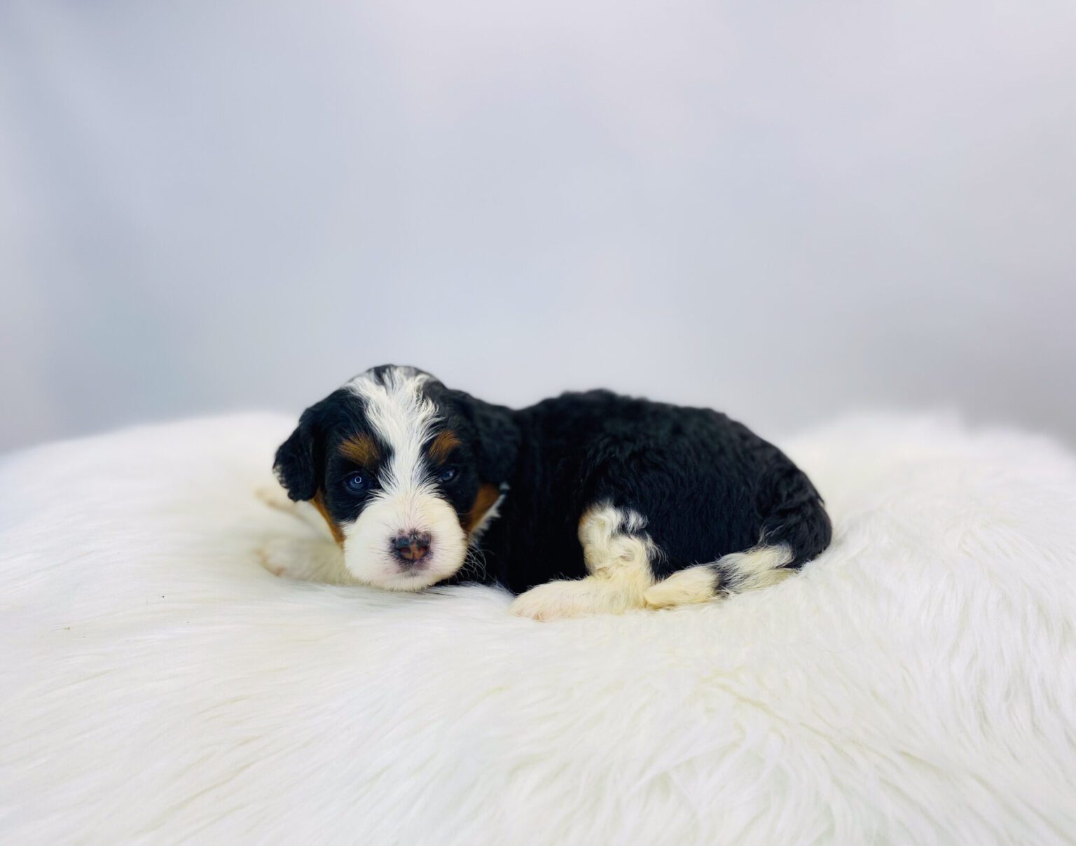 I am just a tiny baby and would love to join your family soon! Of course, you can’t see how cute and curly I will be when I get older, so the Dog Club will send updated photos when I am about 6 to 7 weeks old, if you choose to adopt me. Infant puppy deposits are refundable or transferrable.