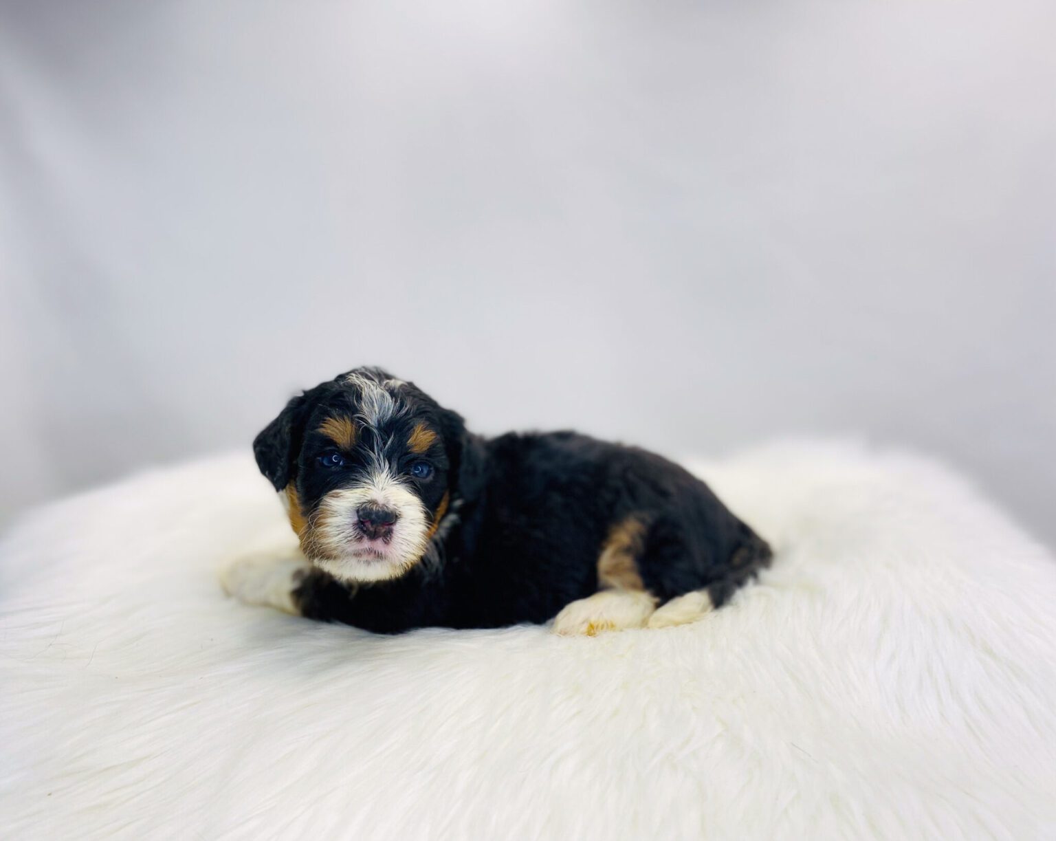 I am just a tiny baby and would love to join your family soon! Of course, you can’t see how cute and curly I will be when I get older, so the Dog Club will send updated photos when I am about 6 to 7 weeks old, if you choose to adopt me. Infant puppy deposits are refundable or transferrable.