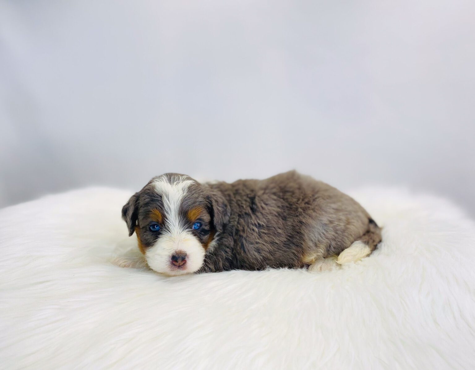 I am just a tiny baby and would love to join your family soon! Of course, you can’t see how cute and curly I will be when I get older, so the Dog Club will send updated photos when I am about 6 to 7 weeks old, if you choose to adopt me. Infant puppy deposits are refundable or transferrable.
