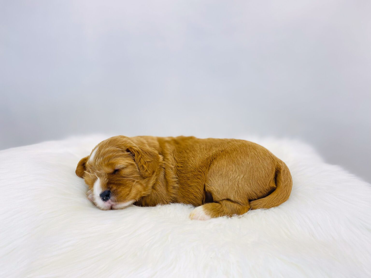 I am just a tiny baby and would love to join your family soon! Of course, you can’t see how cute and curly I will be when I get older, so the Dog Club will send updated photos when I am about 6 to 7 weeks old, if you choose to adopt me. Infant puppy deposits are refundable or transferrable.