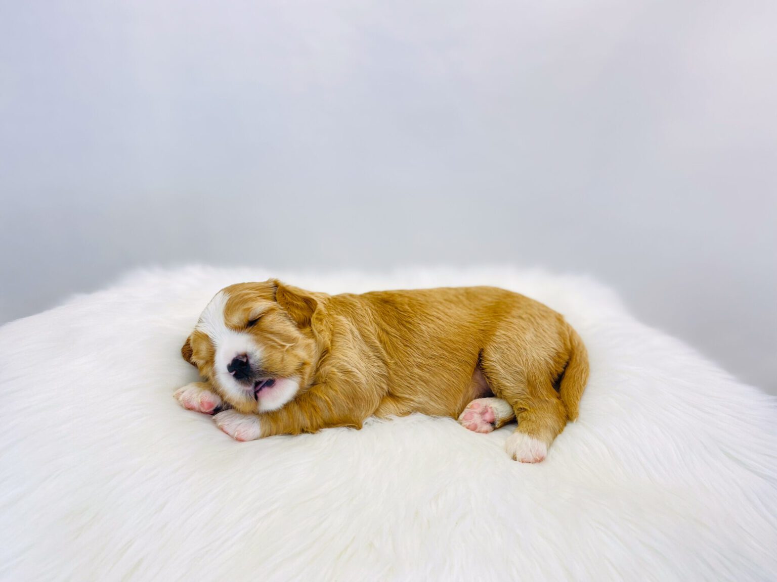 I am just a tiny baby and would love to join your family soon! Of course, you can’t see how cute and curly I will be when I get older, so the Dog Club will send updated photos when I am about 6 to 7 weeks old, if you choose to adopt me. Infant puppy deposits are refundable or transferrable.