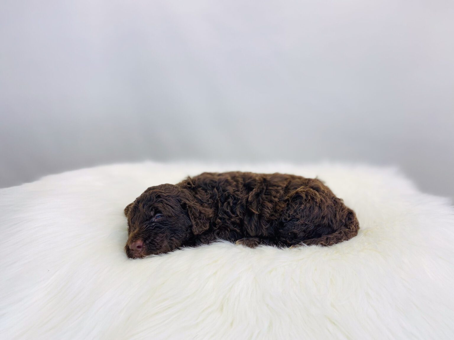 I am just a tiny baby and would love to join your family soon! Of course, you can’t see how cute and curly I will be when I get older, so the Dog Club will send updated photos when I am about 6 to 7 weeks old, if you choose to adopt me. Infant puppy deposits are refundable or transferrable.