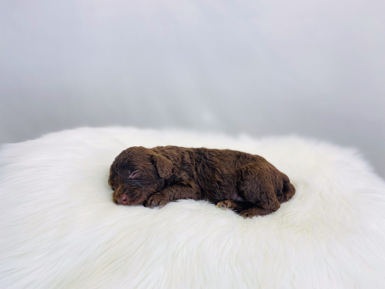 I am just a tiny baby and would love to join your family soon! Of course, you can’t see how cute and curly I will be when I get older, so the Dog Club will send updated photos when I am about 6 to 7 weeks old, if you choose to adopt me. Infant puppy deposits are refundable or transferrable.