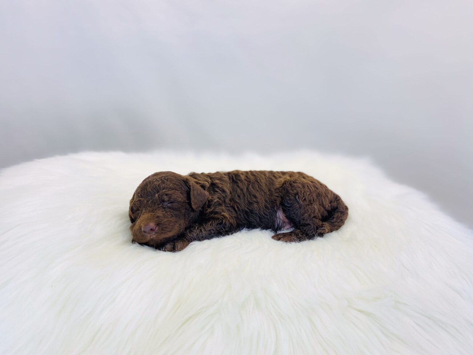 I am just a tiny baby and would love to join your family soon! Of course, you can’t see how cute and curly I will be when I get older, so the Dog Club will send updated photos when I am about 6 to 7 weeks old, if you choose to adopt me. Infant puppy deposits are refundable or transferrable.