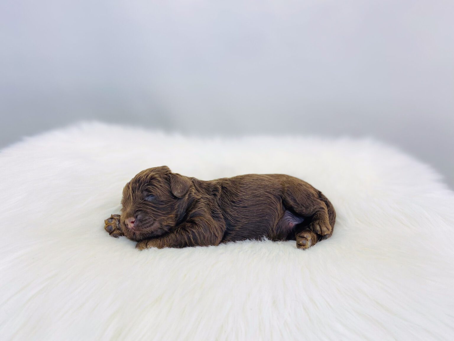 I am just a tiny baby and would love to join your family soon! Of course, you can’t see how cute and curly I will be when I get older, so the Dog Club will send updated photos when I am about 6 to 7 weeks old, if you choose to adopt me. Infant puppy deposits are refundable or transferrable.