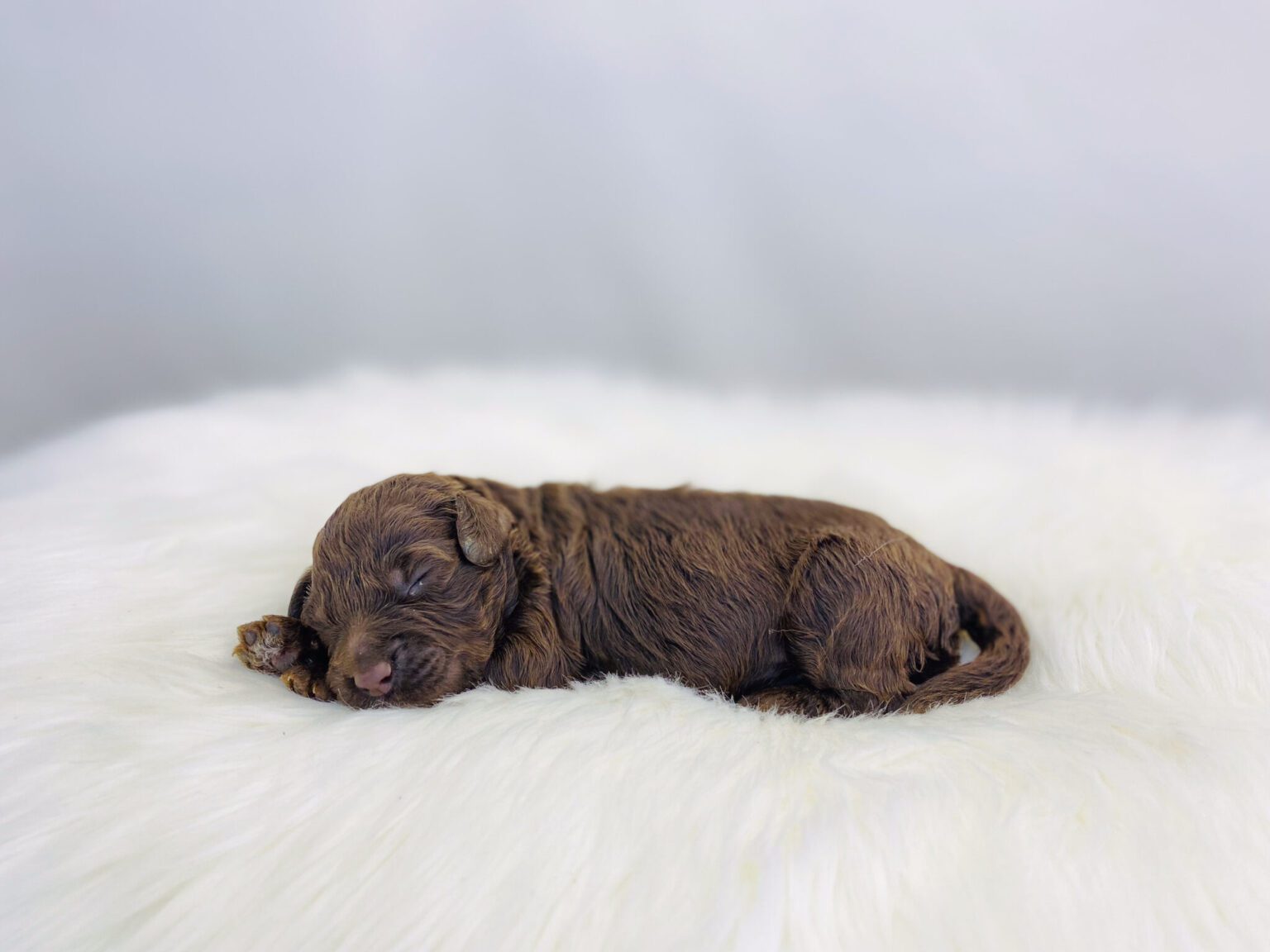 I am just a tiny baby and would love to join your family soon! Of course, you can’t see how cute and curly I will be when I get older, so the Dog Club will send updated photos when I am about 6 to 7 weeks old, if you choose to adopt me. Infant puppy deposits are refundable or transferrable.