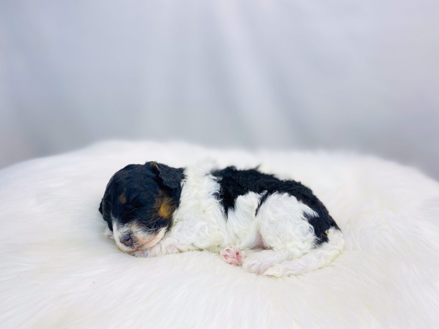I am just a tiny baby and would love to join your family soon! Of course, you can’t see how cute and curly I will be when I get older, so the Dog Club will send updated photos when I am about 6 to 7 weeks old, if you choose to adopt me. Infant puppy deposits are refundable or transferrable.