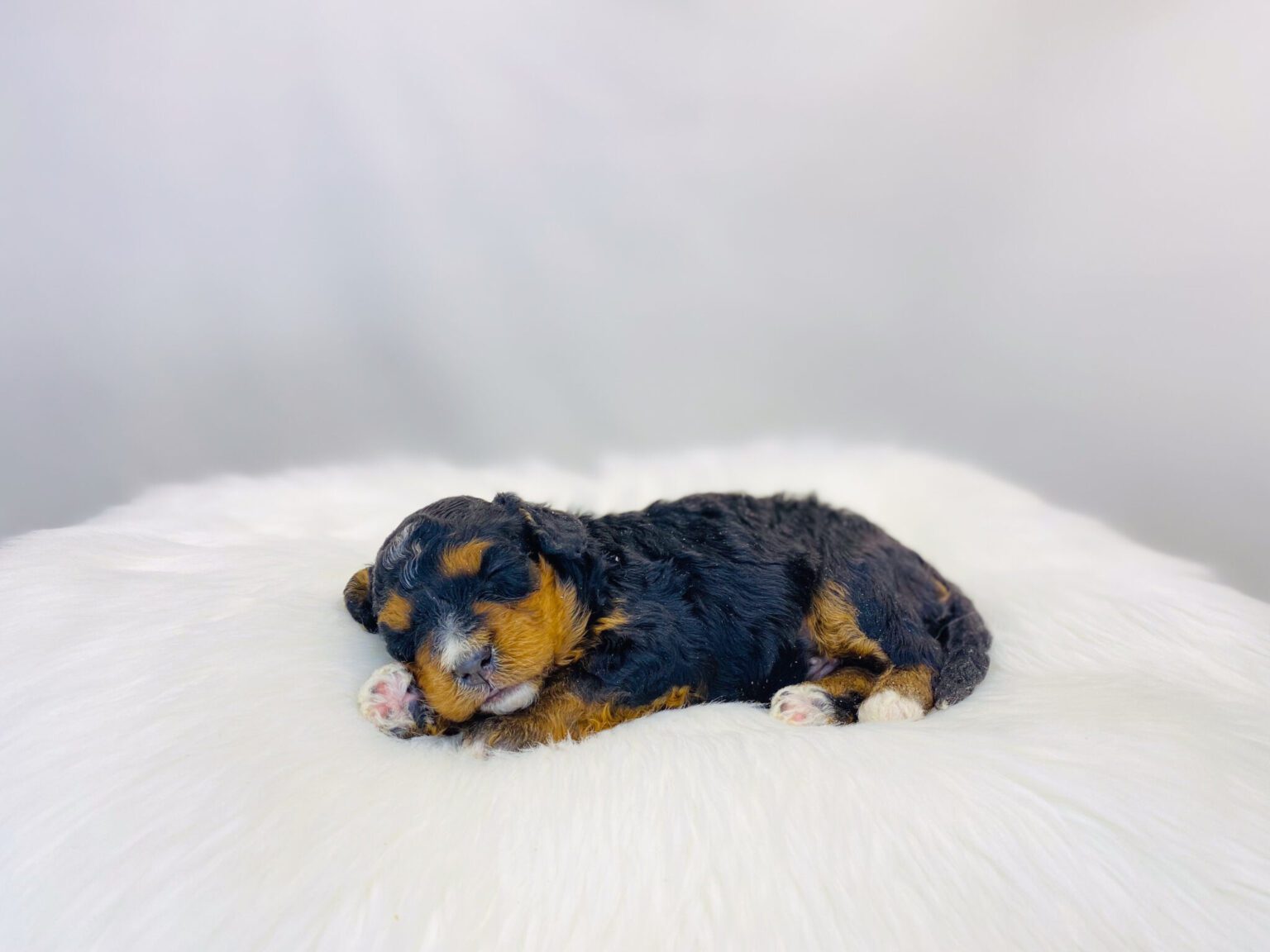 I am just a tiny baby and would love to join your family soon! Of course, you can’t see how cute and curly I will be when I get older, so the Dog Club will send updated photos when I am about 6 to 7 weeks old, if you choose to adopt me. Infant puppy deposits are refundable or transferrable.
