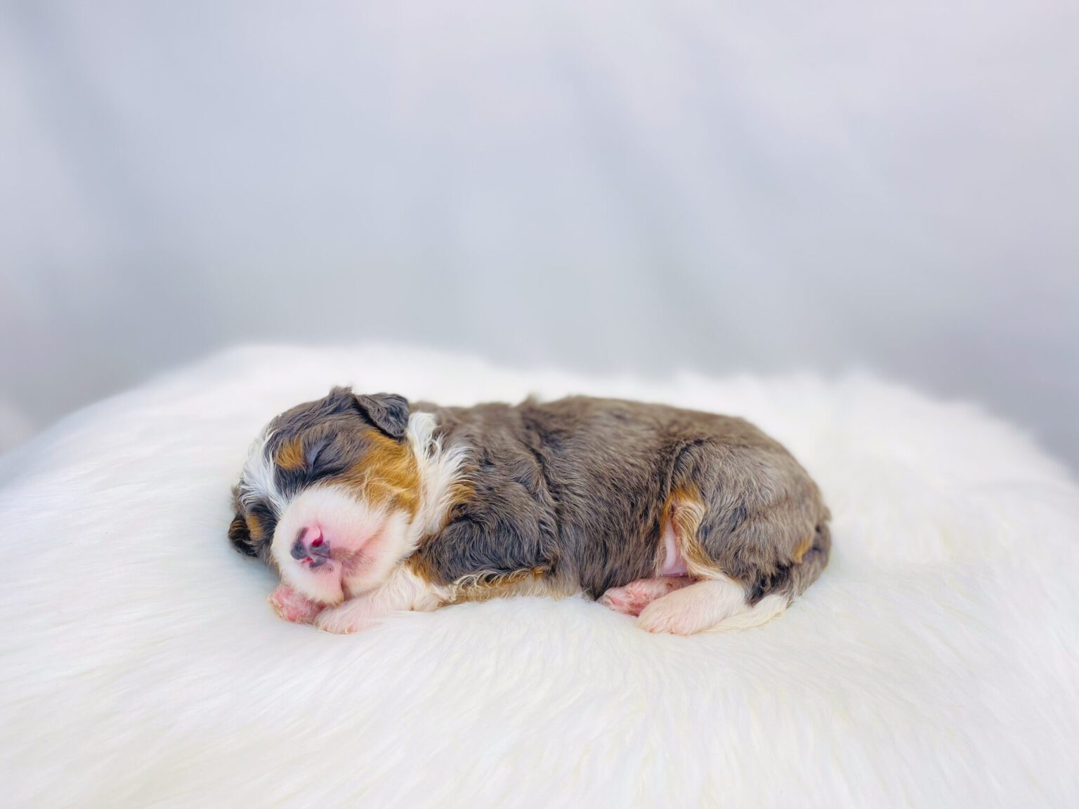 I am just a tiny baby and would love to join your family soon! Of course, you can’t see how cute and curly I will be when I get older, so the Dog Club will send updated photos when I am about 6 to 7 weeks old, if you choose to adopt me. Infant puppy deposits are refundable or transferrable.