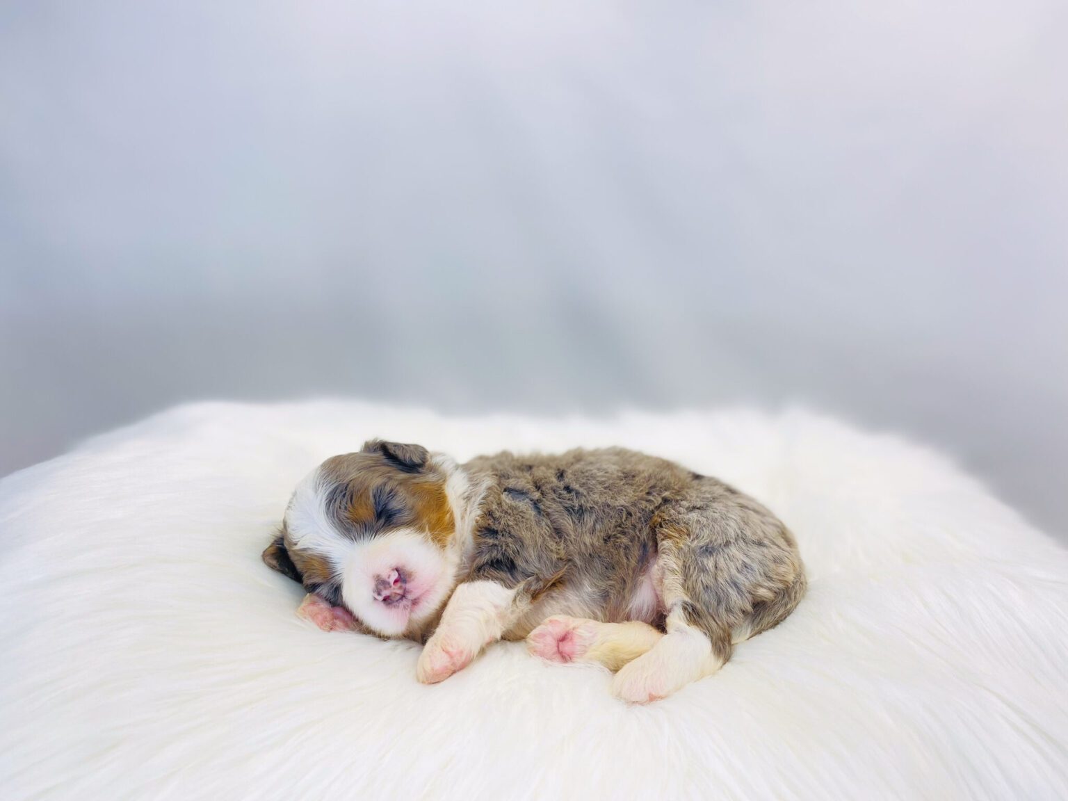 I am just a tiny baby and would love to join your family soon! Of course, you can’t see how cute and curly I will be when I get older, so the Dog Club will send updated photos when I am about 6 to 7 weeks old, if you choose to adopt me. Infant puppy deposits are refundable or transferrable.
