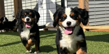 Who Actually Breeds Georgia Dog Club Puppies? The Story Behind Every Pup