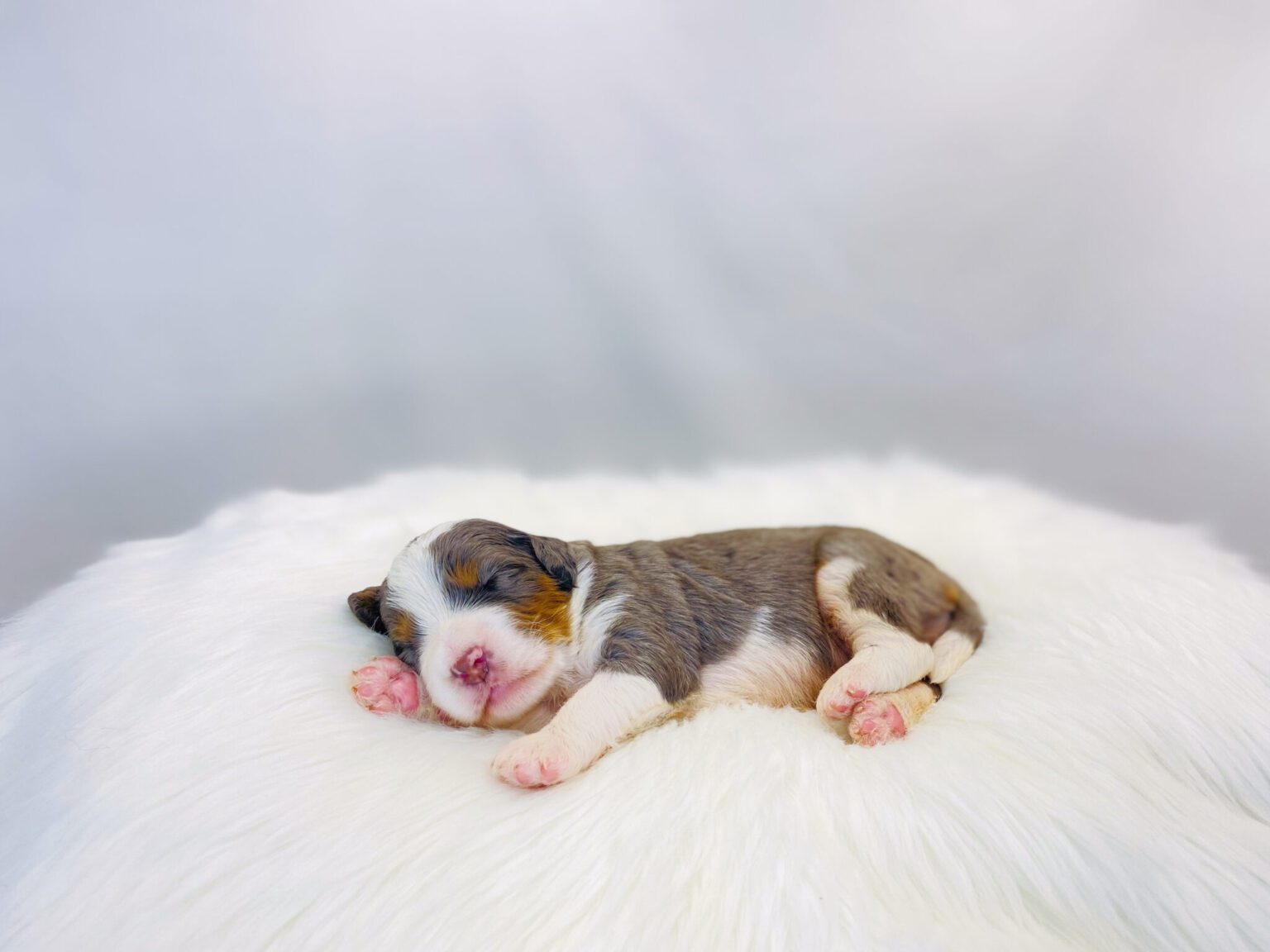 I am just a tiny baby and would love to join your family soon! Of course, you can’t see how cute and curly I will be when I get older, so the Dog Club will send updated photos when I am about 6 to 7 weeks old, if you choose to adopt me. Infant puppy deposits are refundable or transferrable.