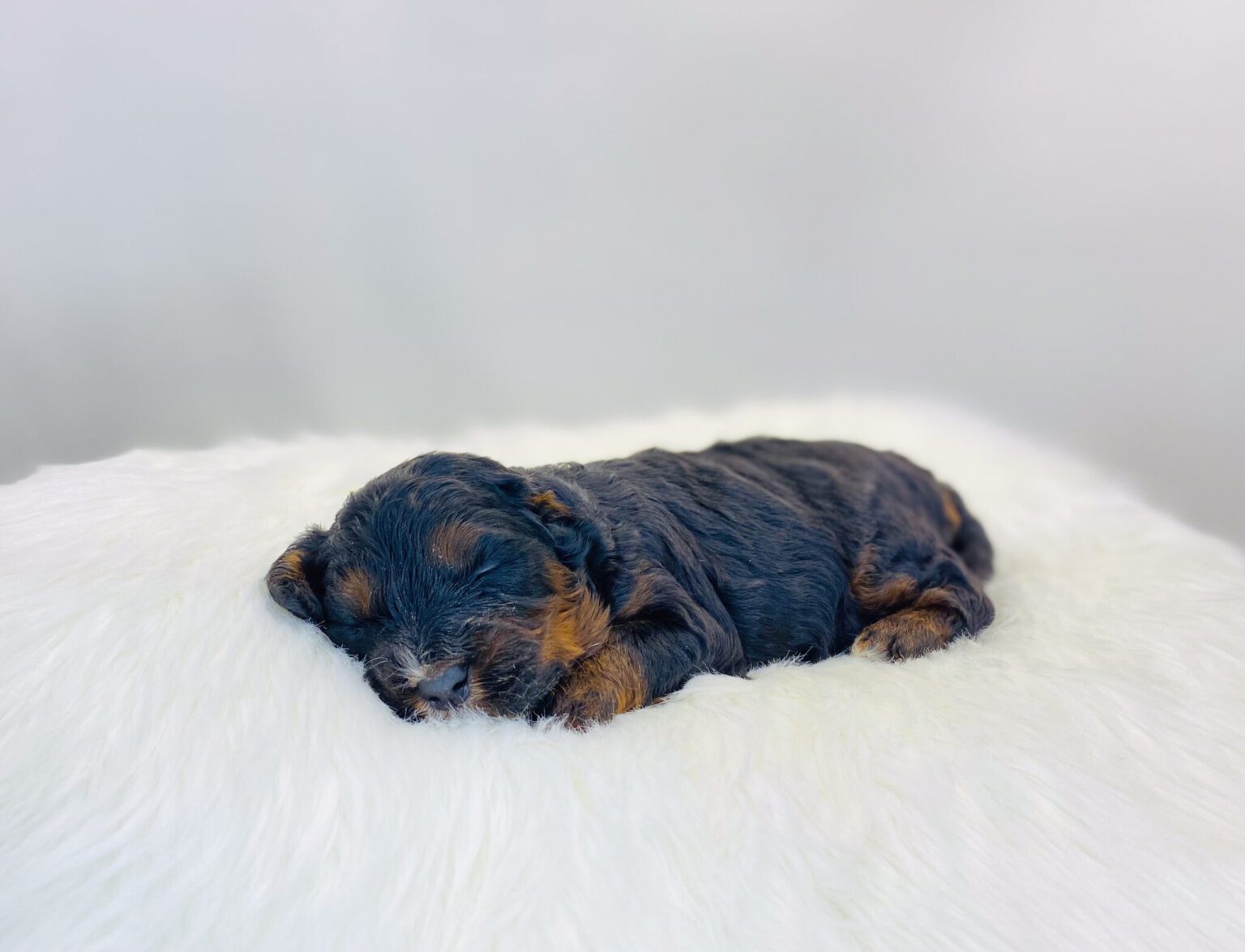 I am just a tiny baby and would love to join your family soon! Of course, you can’t see how cute and curly I will be when I get older, so the Dog Club will send updated photos when I am about 6 to 7 weeks old, if you choose to adopt me. Infant puppy deposits are refundable or transferrable.