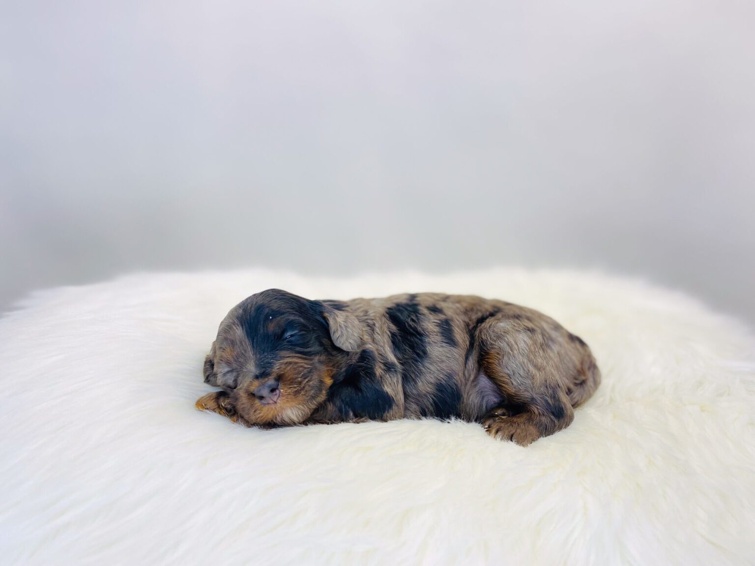 I am just a tiny baby and would love to join your family soon! Of course, you can’t see how cute and curly I will be when I get older, so the Dog Club will send updated photos when I am about 6 to 7 weeks old, if you choose to adopt me. Infant puppy deposits are refundable or transferrable.