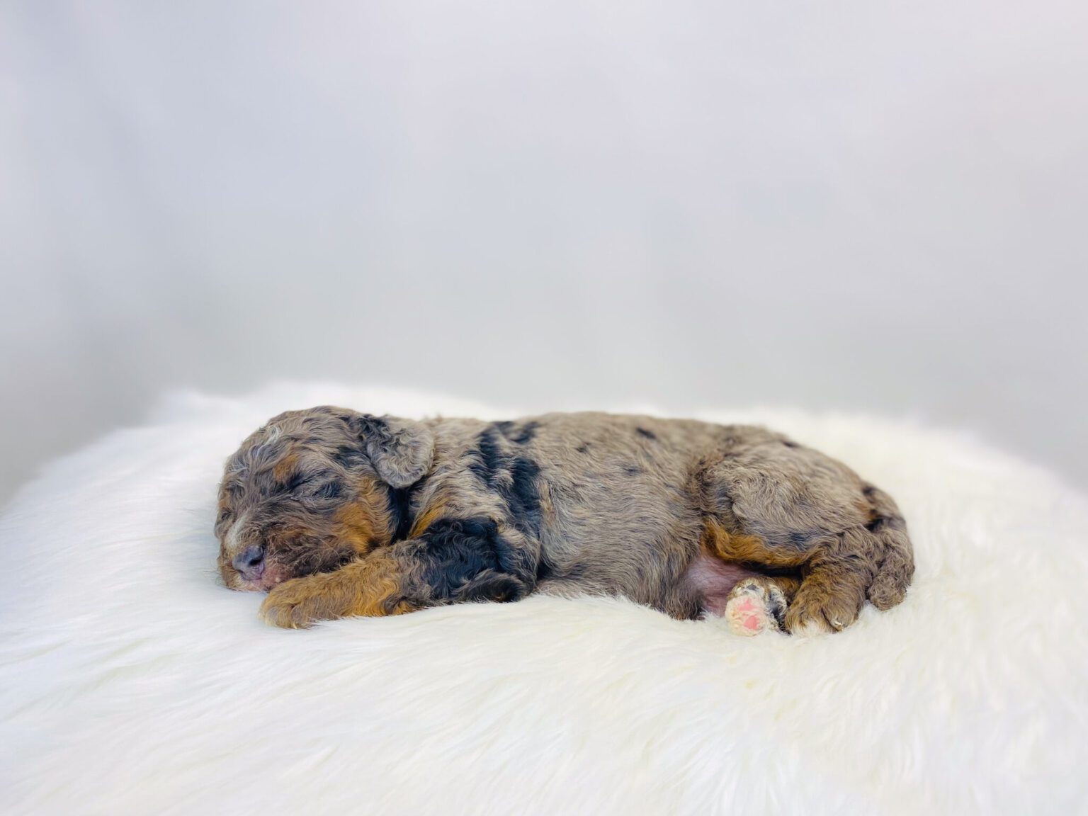 I am just a tiny baby and would love to join your family soon! Of course, you can’t see how cute and curly I will be when I get older, so the Dog Club will send updated photos when I am about 6 to 7 weeks old, if you choose to adopt me. Infant puppy deposits are refundable or transferrable.