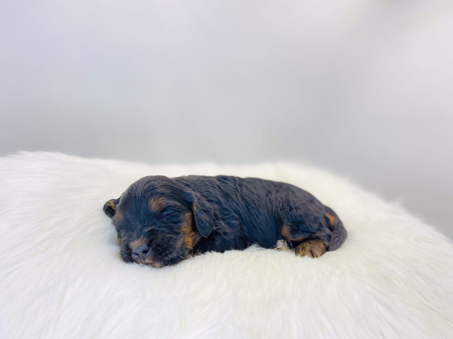 I am just a tiny baby and would love to join your family soon! Of course, you can’t see how cute and curly I will be when I get older, so the Dog Club will send updated photos when I am about 6 to 7 weeks old, if you choose to adopt me. Infant puppy deposits are refundable or transferrable.