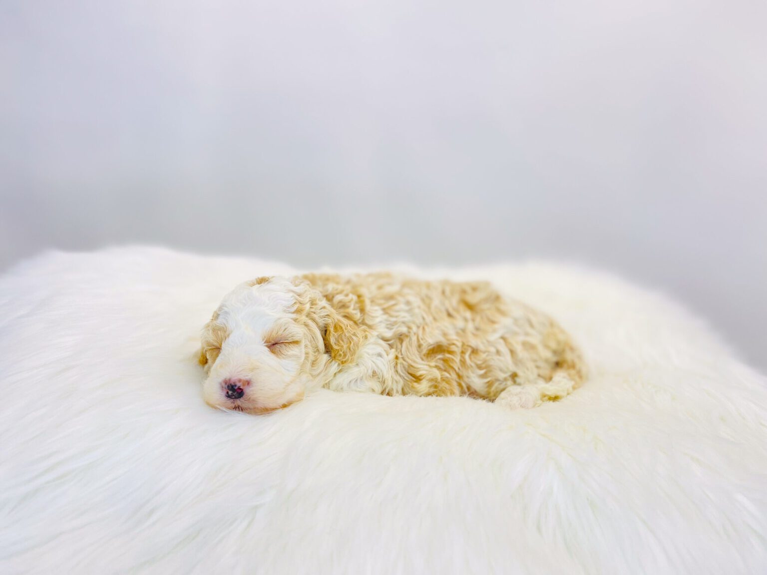 I am just a tiny baby and would love to join your family soon! Of course, you can’t see how cute and curly I will be when I get older, so the Dog Club will send updated photos when I am about 6 to 7 weeks old, if you choose to adopt me. Infant puppy deposits are refundable or transferrable.