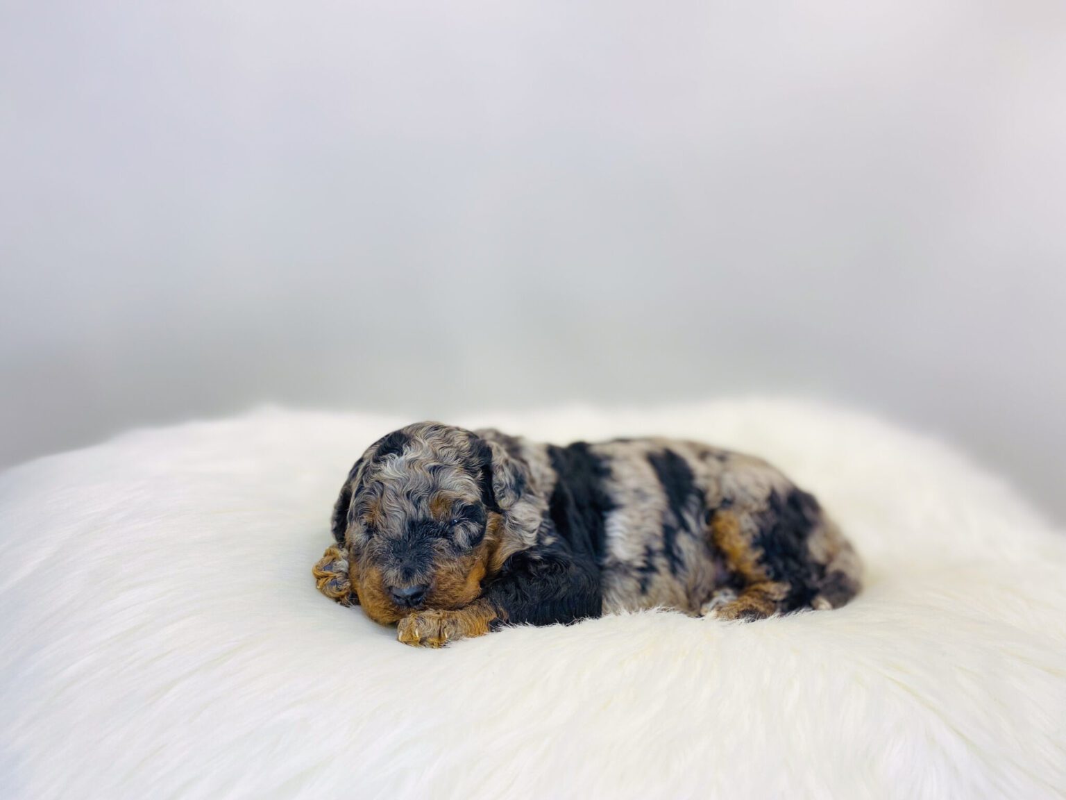 I am just a tiny baby and would love to join your family soon! Of course, you can’t see how cute and curly I will be when I get older, so the Dog Club will send updated photos when I am about 6 to 7 weeks old, if you choose to adopt me. Infant puppy deposits are refundable or transferrable.
