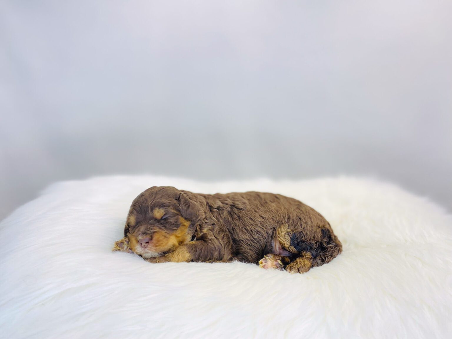 I am just a tiny baby and would love to join your family soon! Of course, you can’t see how cute and curly I will be when I get older, so the Dog Club will send updated photos when I am about 6 to 7 weeks old, if you choose to adopt me. Infant puppy deposits are refundable or transferrable.