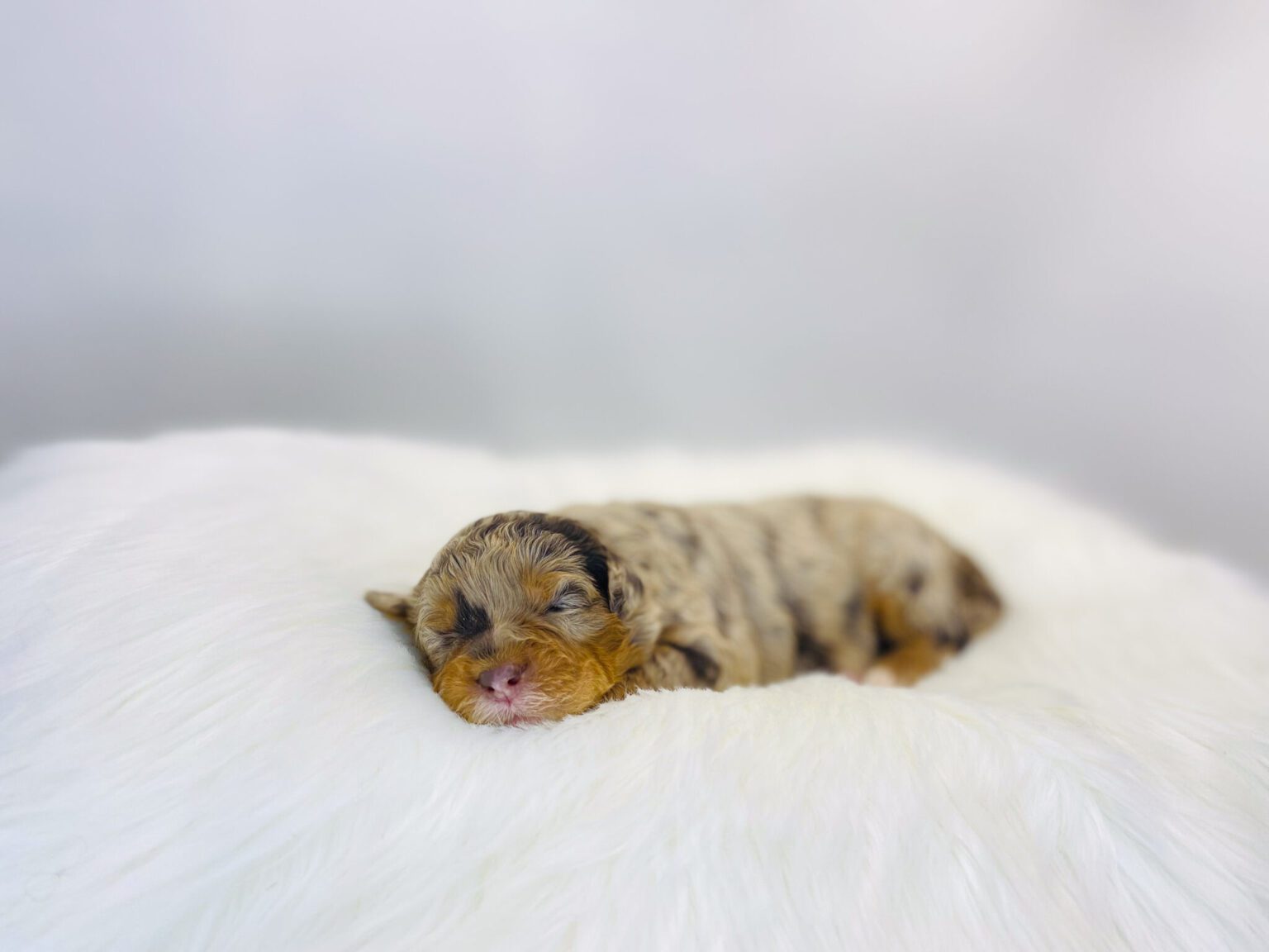 I am just a tiny baby and would love to join your family soon! Of course, you can’t see how cute and curly I will be when I get older, so the Dog Club will send updated photos when I am about 6 to 7 weeks old, if you choose to adopt me. Infant puppy deposits are refundable or transferrable.