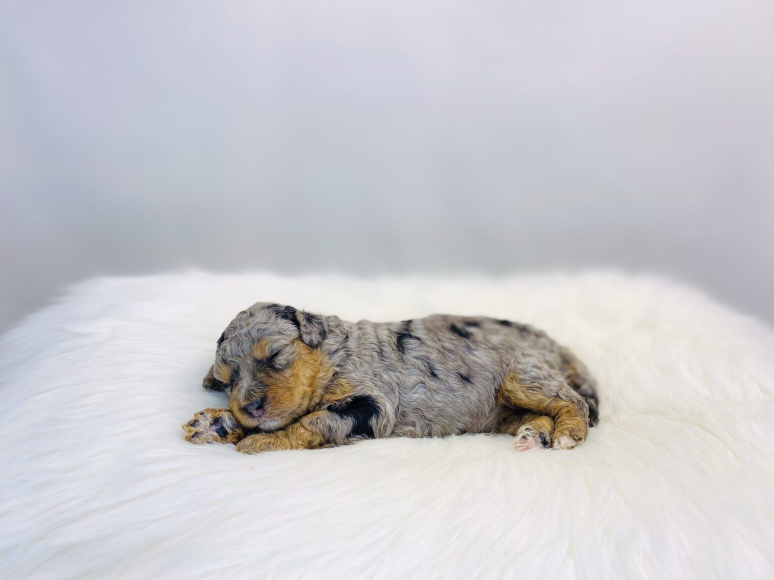 I am just a tiny baby and would love to join your family soon! Of course, you can’t see how cute and curly I will be when I get older, so the Dog Club will send updated photos when I am about 6 to 7 weeks old, if you choose to adopt me. Infant puppy deposits are refundable or transferrable.