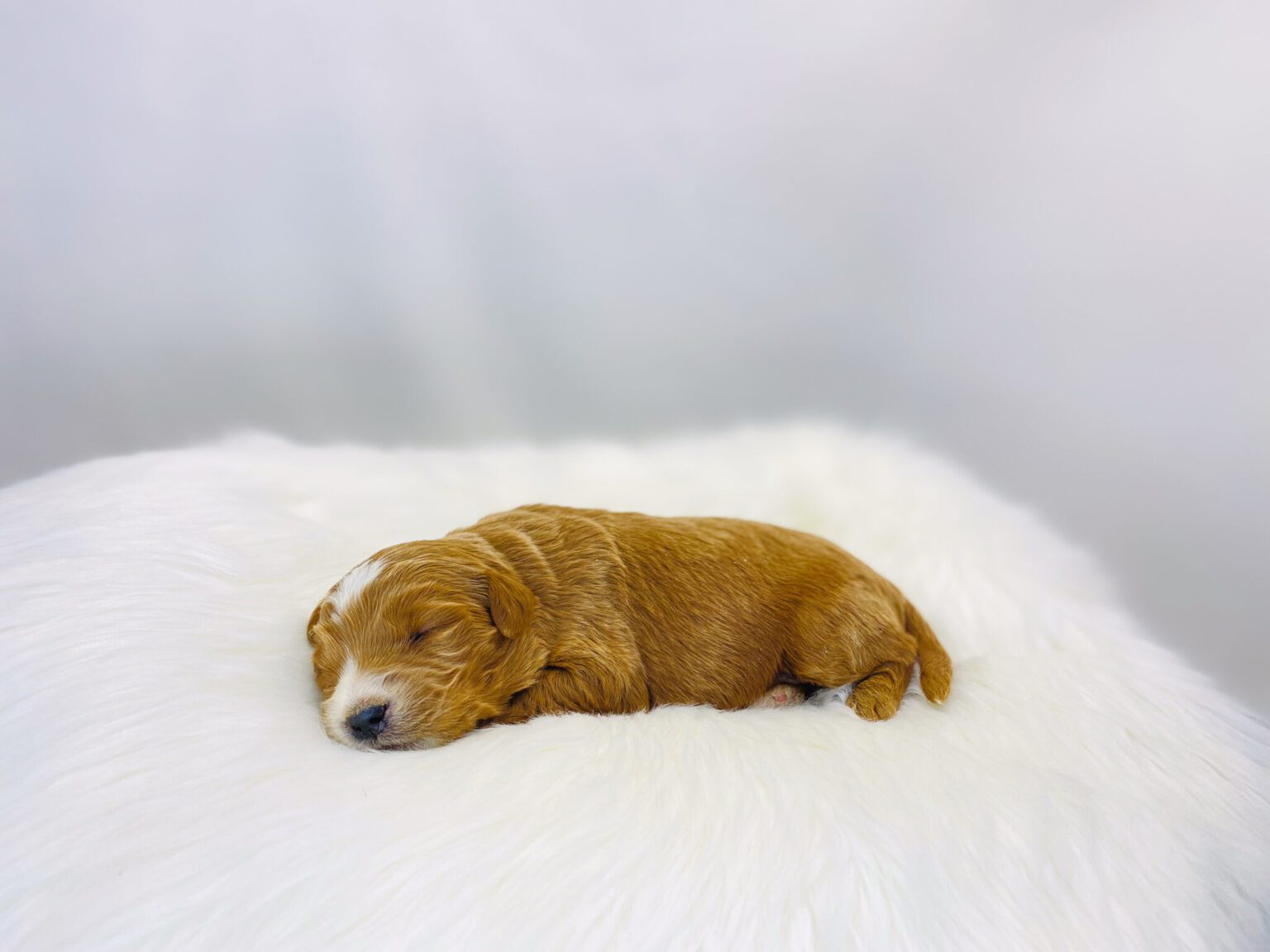 I am just a tiny baby and would love to join your family soon! Of course, you can’t see how cute and curly I will be when I get older, so the Dog Club will send updated photos when I am about 6 to 7 weeks old, if you choose to adopt me. Infant puppy deposits are refundable or transferrable.