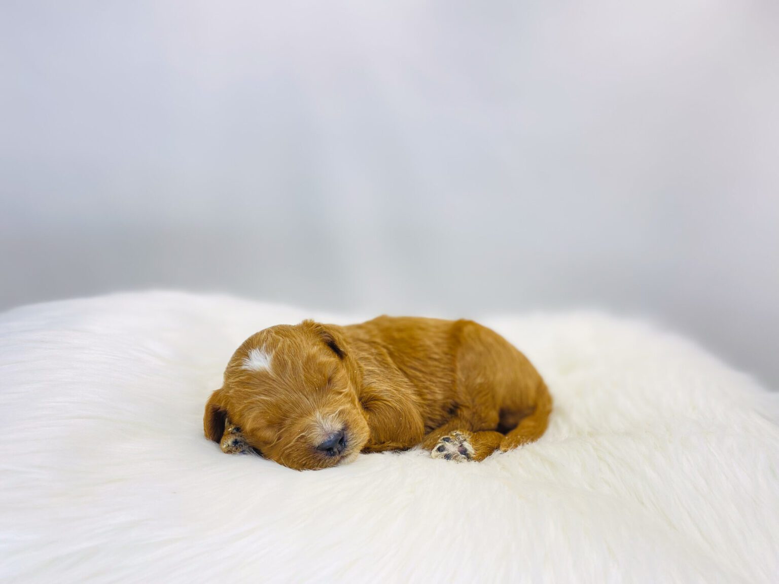 I am just a tiny baby and would love to join your family soon! Of course, you can’t see how cute and curly I will be when I get older, so the Dog Club will send updated photos when I am about 6 to 7 weeks old, if you choose to adopt me. Infant puppy deposits are refundable or transferrable.