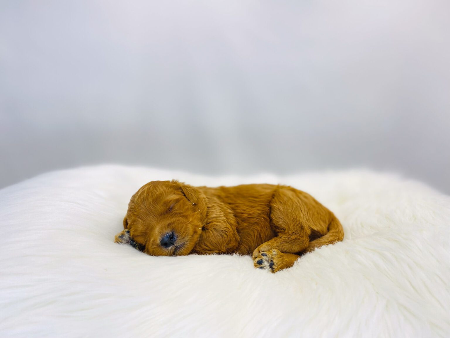 I am just a tiny baby and would love to join your family soon! Of course, you can’t see how cute and curly I will be when I get older, so the Dog Club will send updated photos when I am about 6 to 7 weeks old, if you choose to adopt me. Infant puppy deposits are refundable or transferrable.
