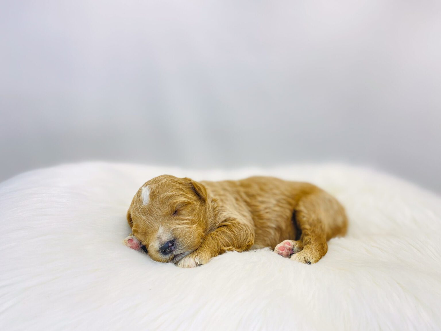 I am just a tiny baby and would love to join your family soon! Of course, you can’t see how cute and curly I will be when I get older, so the Dog Club will send updated photos when I am about 6 to 7 weeks old, if you choose to adopt me. Infant puppy deposits are refundable or transferrable.